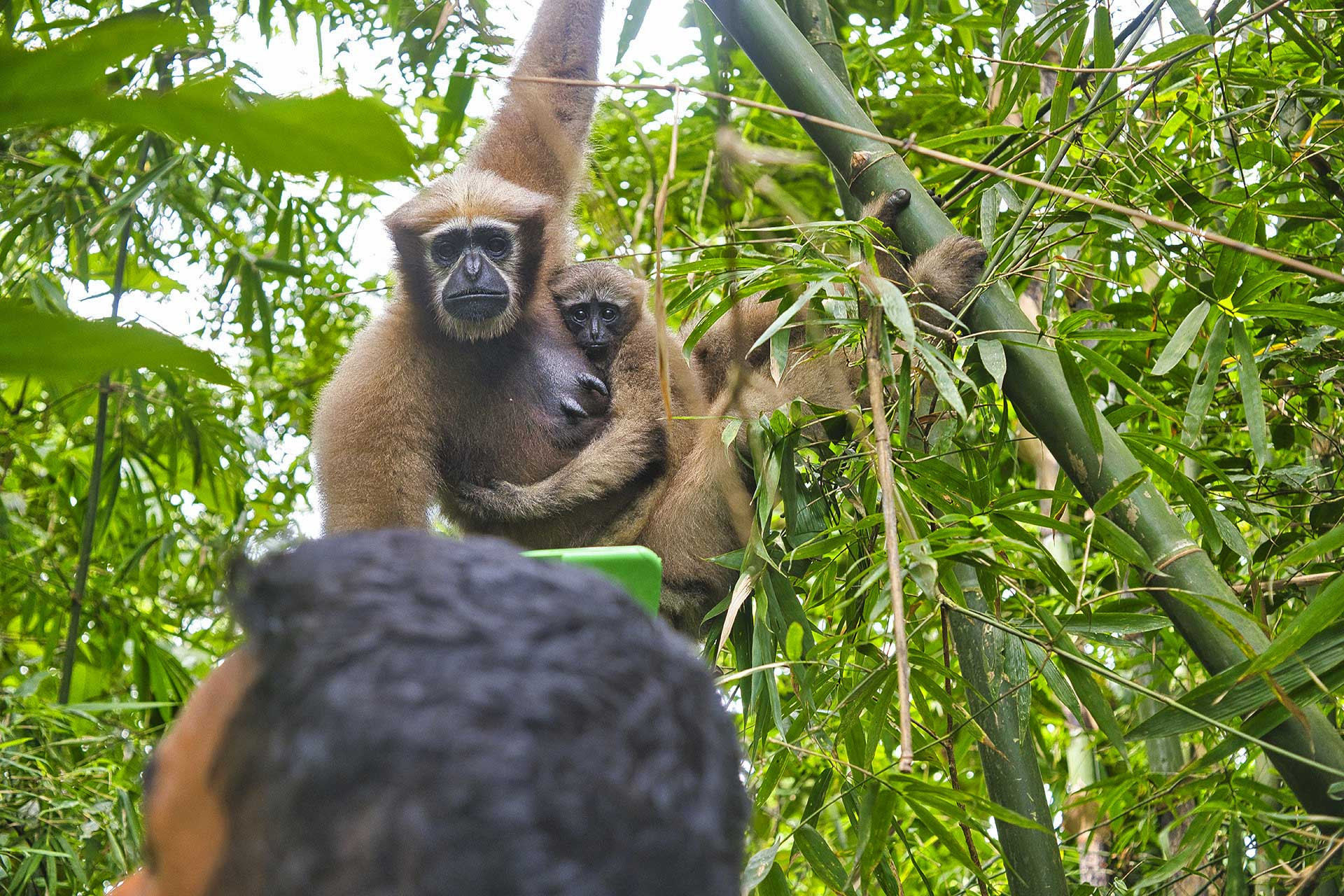 Female Hoolock Gibbon with a baby