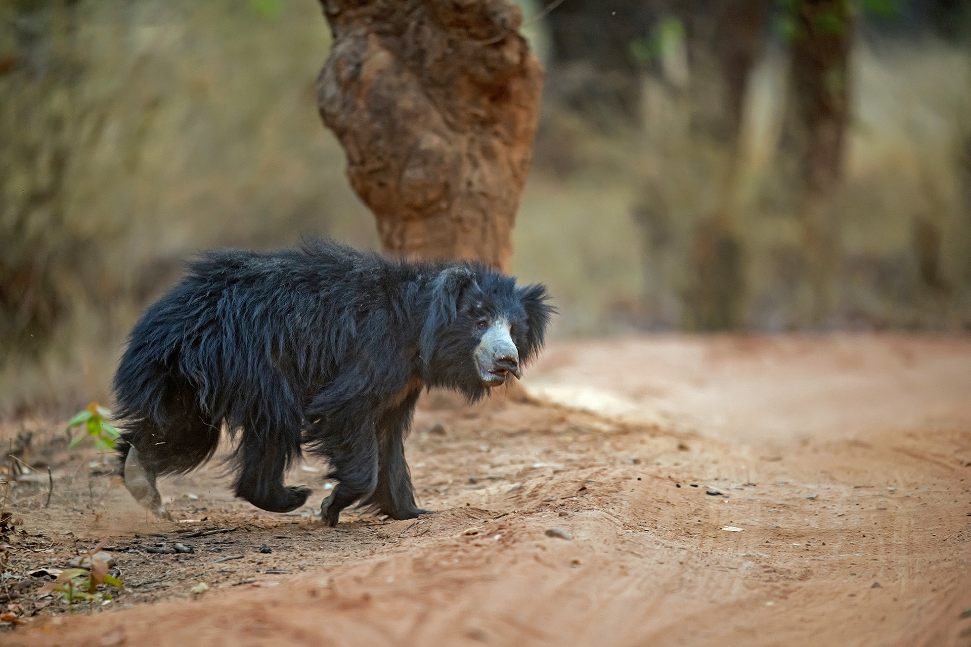 Sloth bear seen in Bandhavgarh National Park in Madhya Pradesh