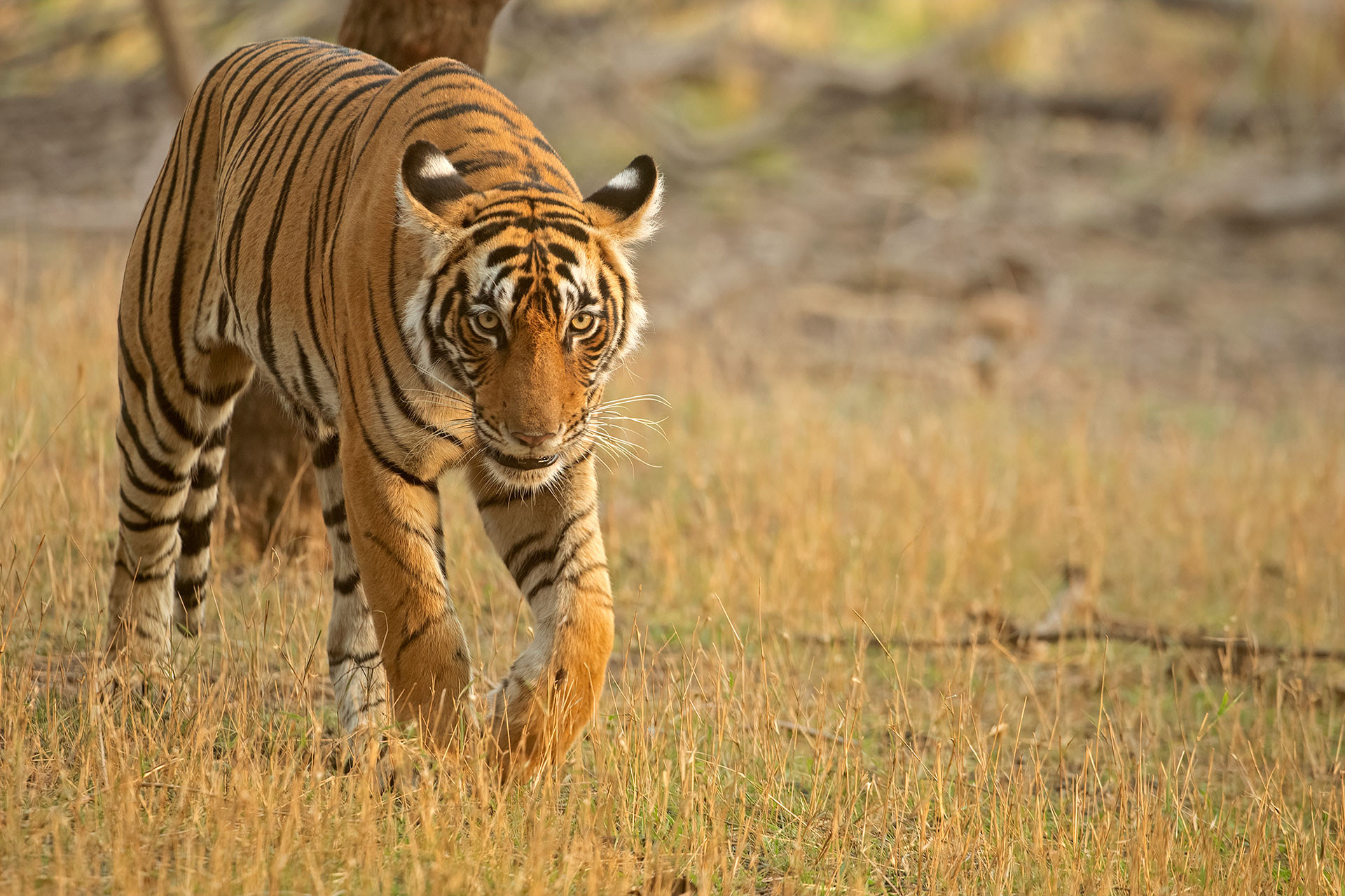 ADS | Nature Infocus