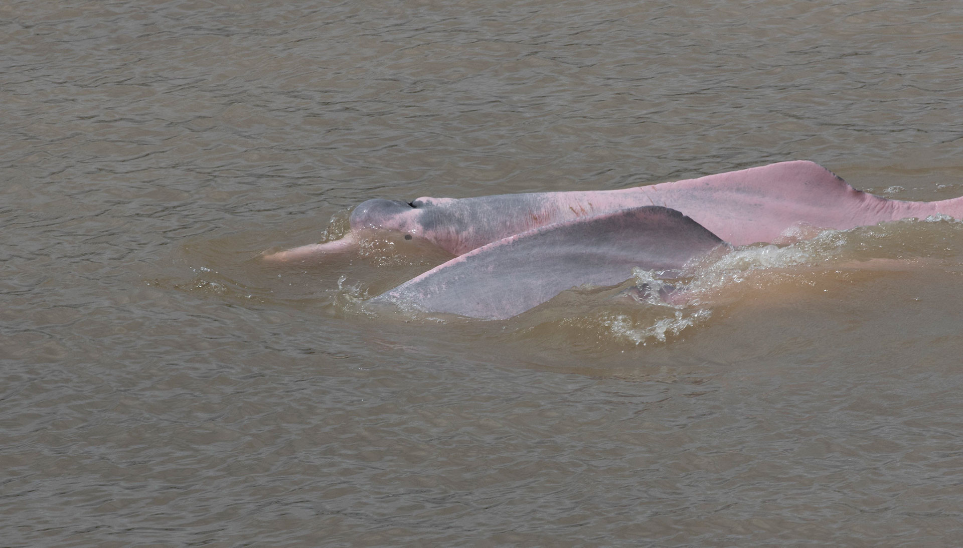 amazon river dolphin