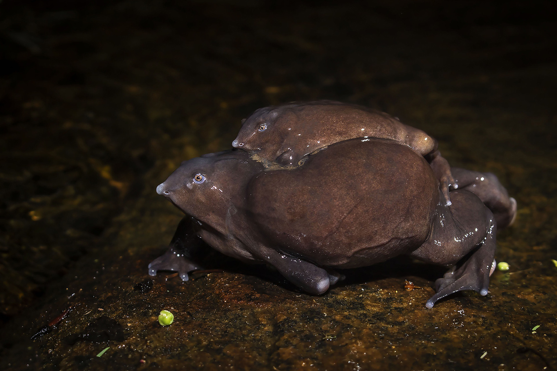 Amplexus - #YearEnd: Our Favourite Stories Of 2020 | Nature inFocus