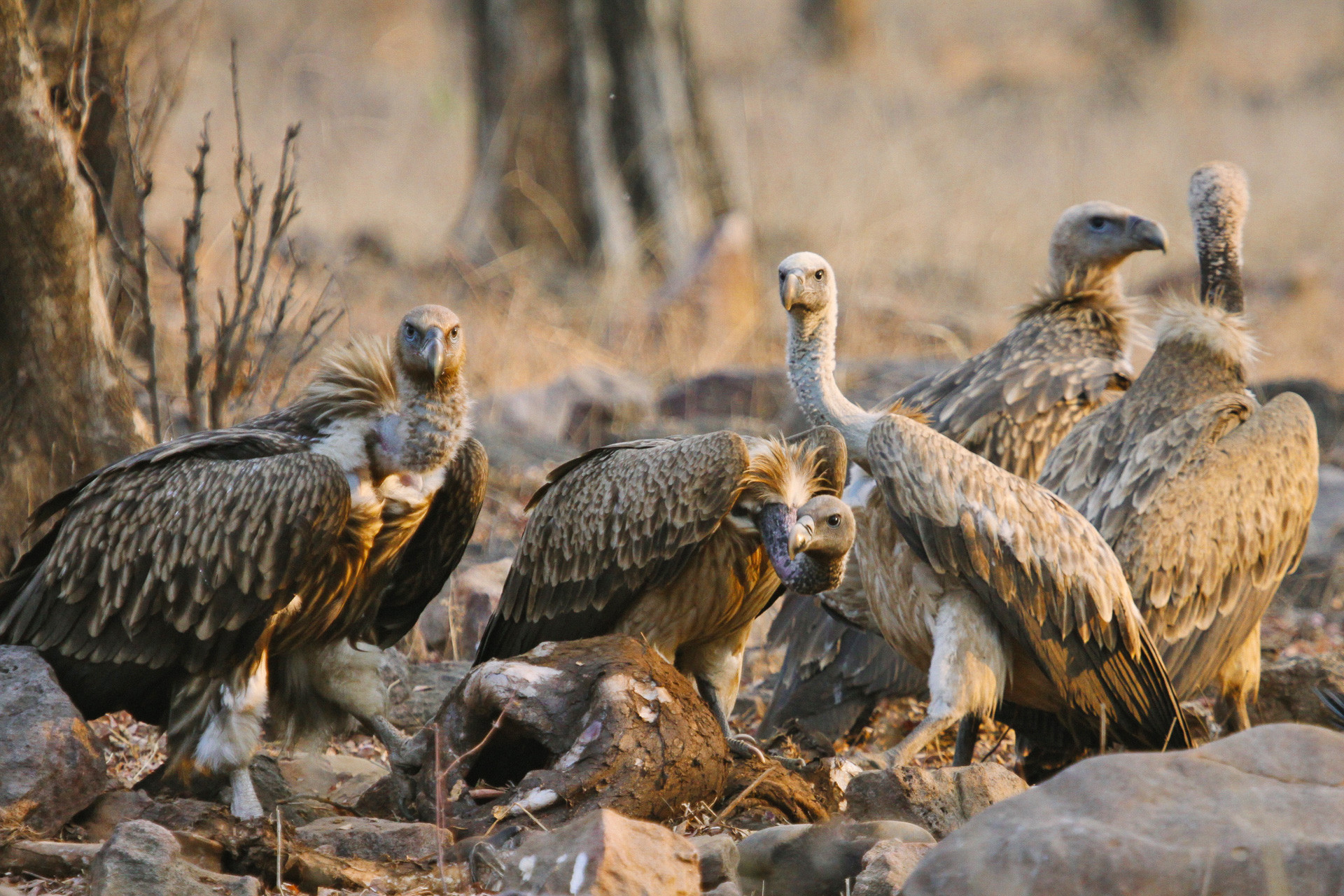 Himalayan Griffon and Indian Vulture in Panna Tiger Reserve