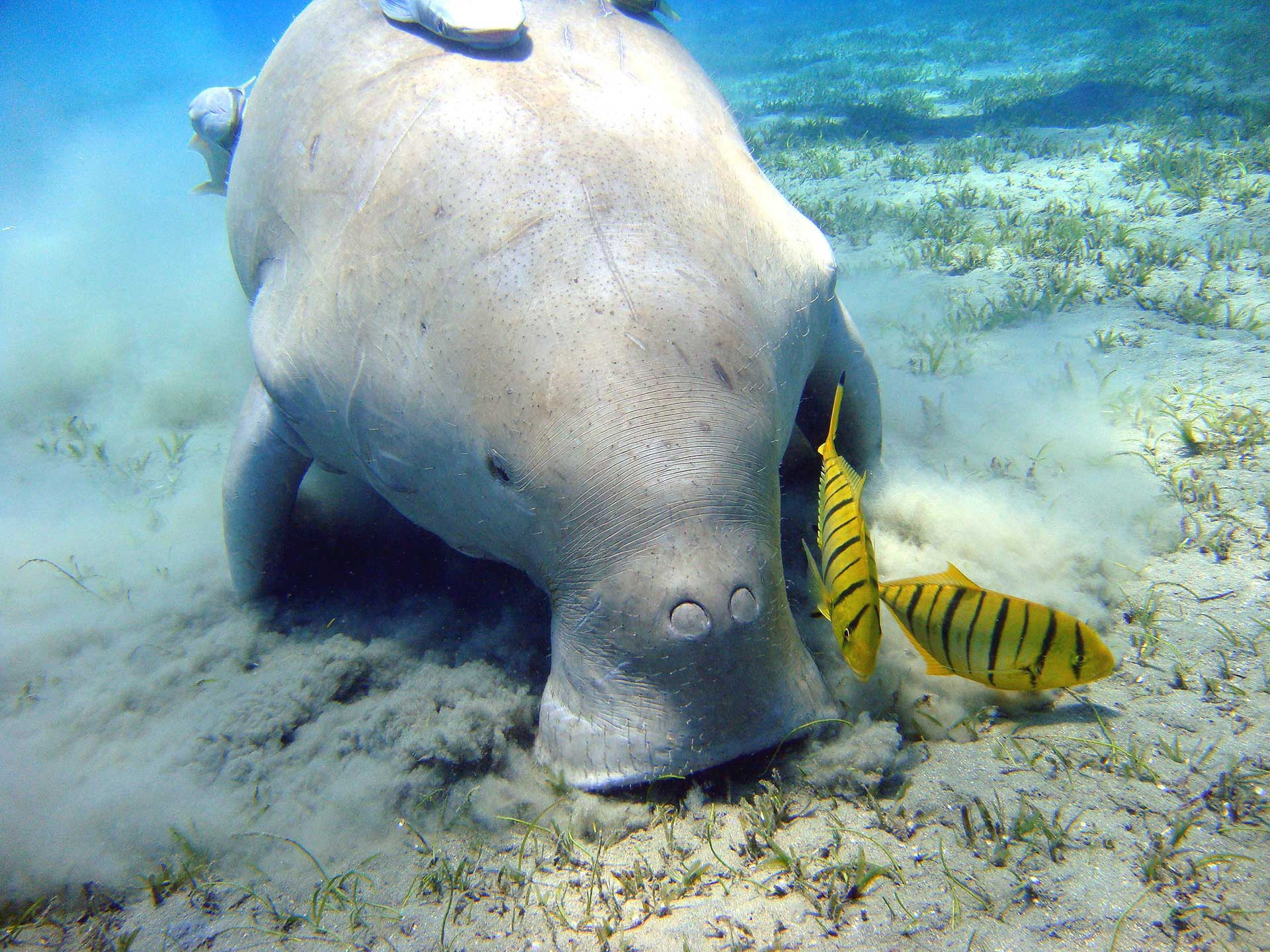 Andamans Dugong Marsa Alam | Nature Infocus