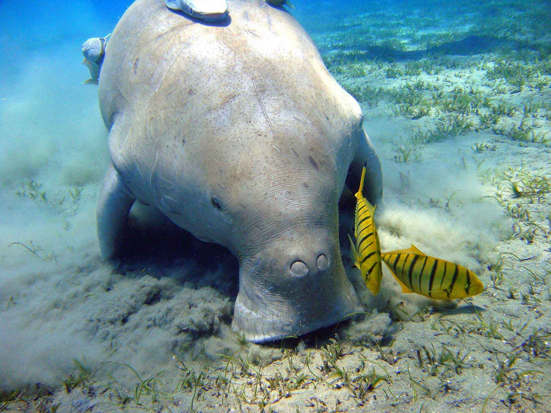      Andamans Dugong | Nature Infocus