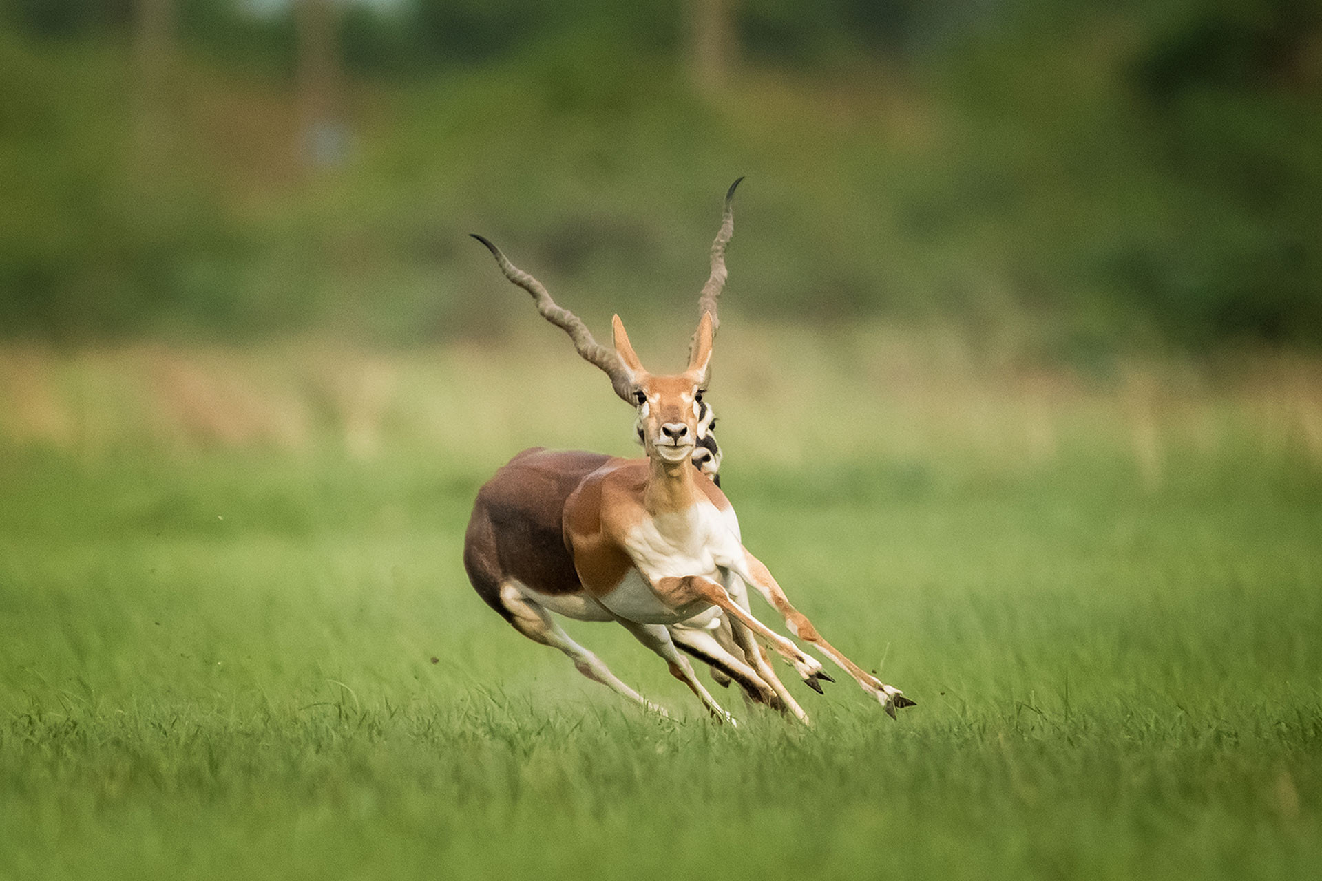 Blackbuck state animal of Andhra Pradesh, Punjab, Haryana 