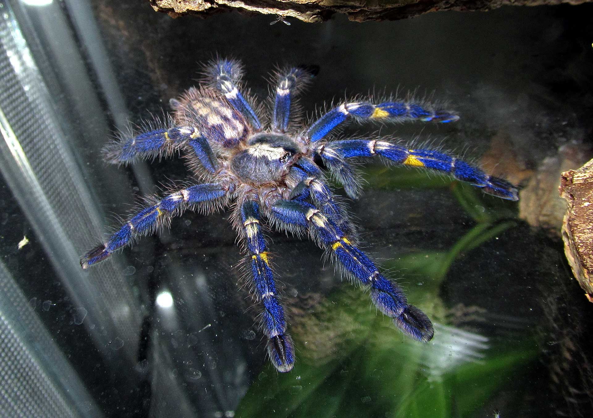 AndhraPradesh Poecilotheria metallica juvenile male | Nature Infocus