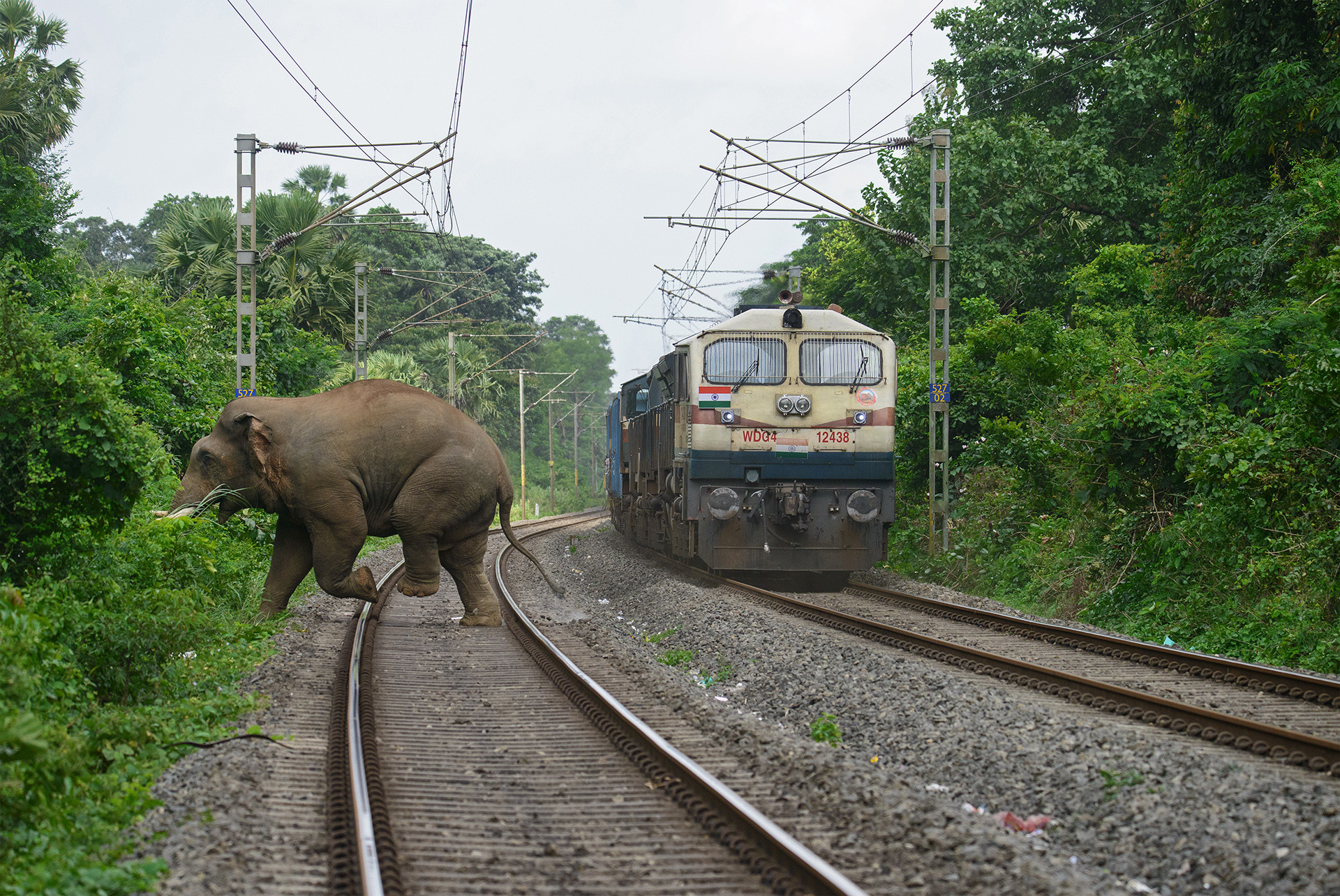 Elephant crossing railway track in Palakkad Kerala