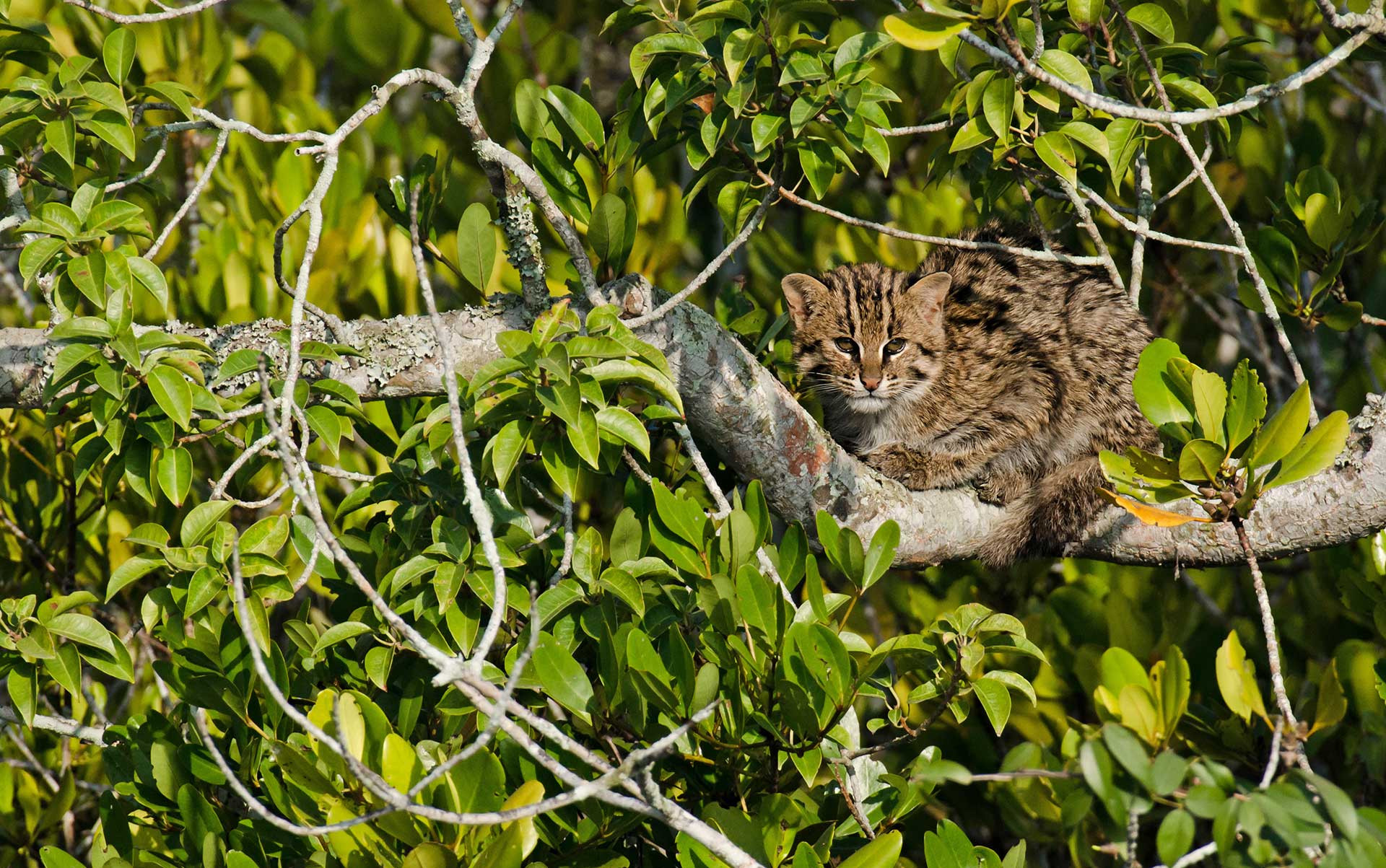 Fishing Cat atop a tree in the Sunderbans | Nature inFocus