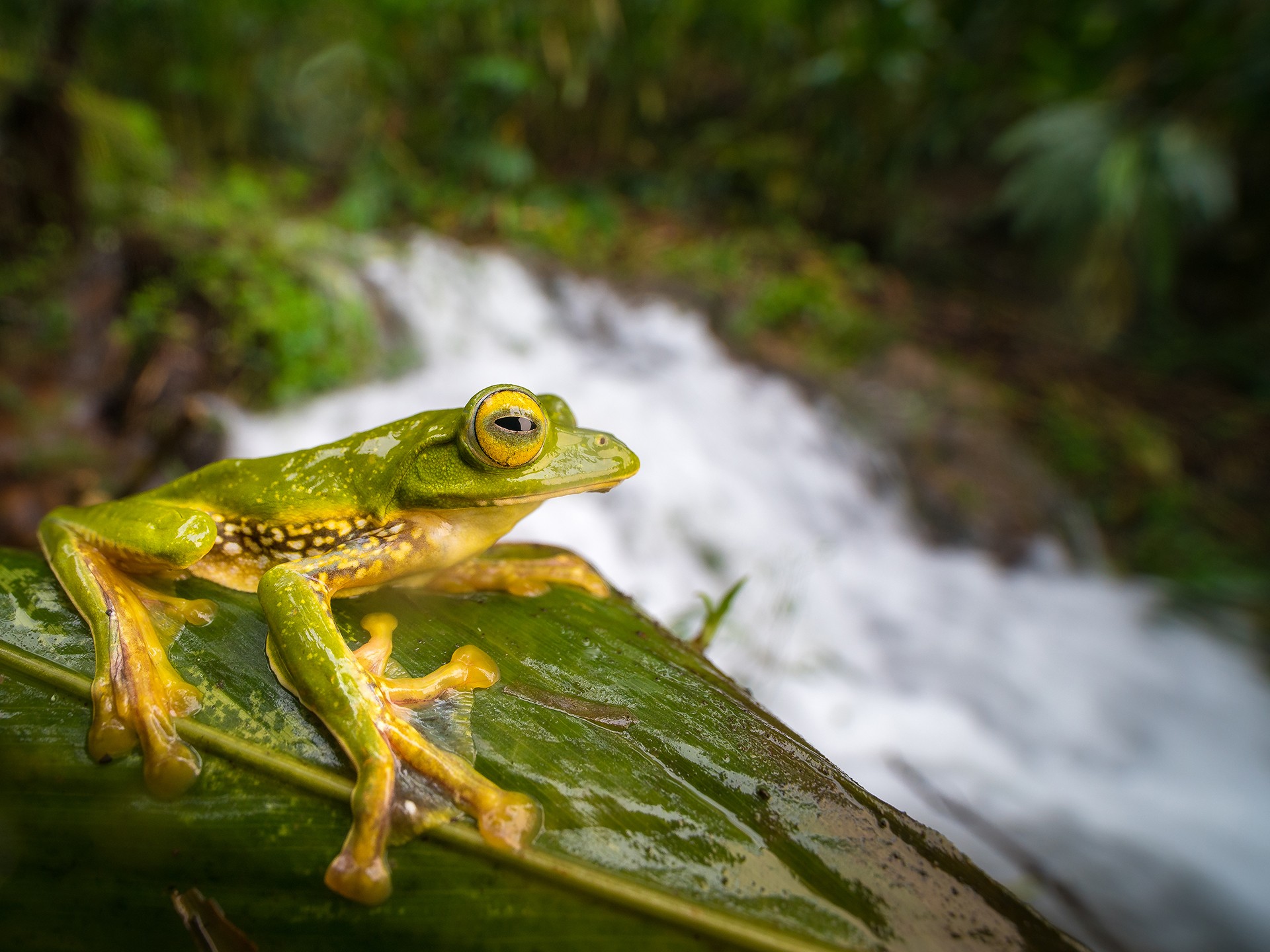 Anuroop krishnan false gliding frog rainforests - The Wild Nation – Rainforests | Nature inFocus