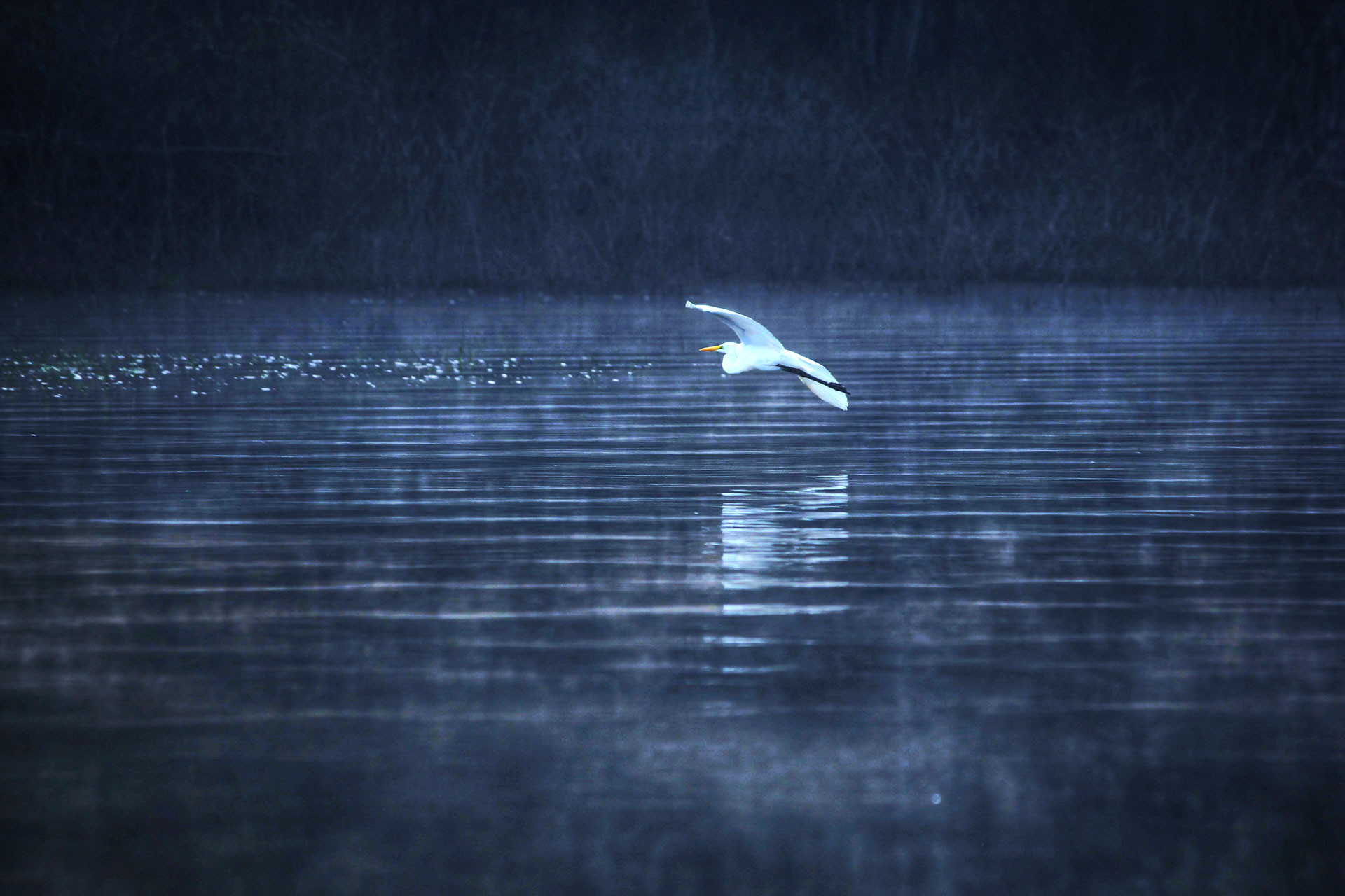 AR IMG | Nature Infocus
