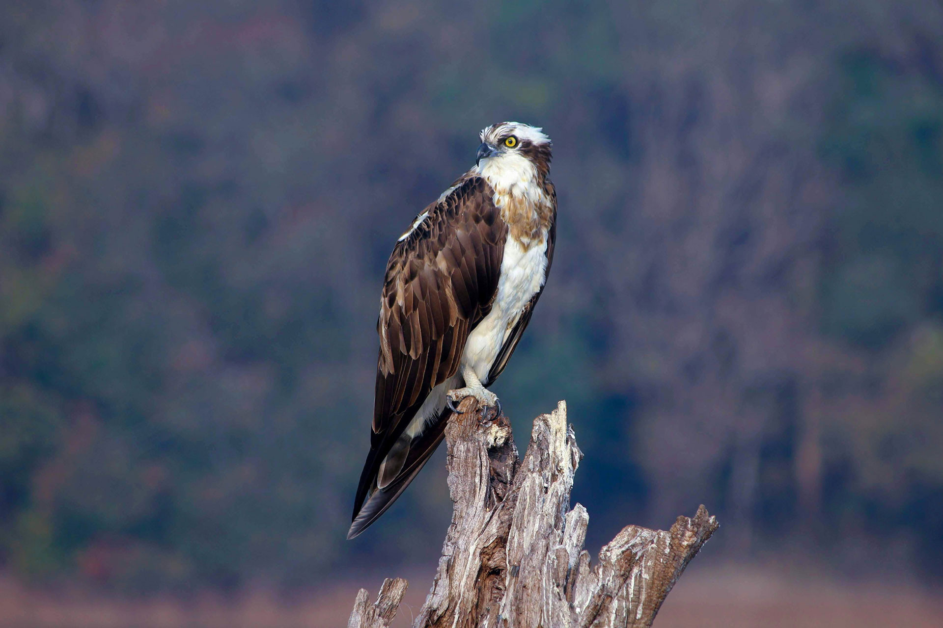 AR IMG | Nature Infocus