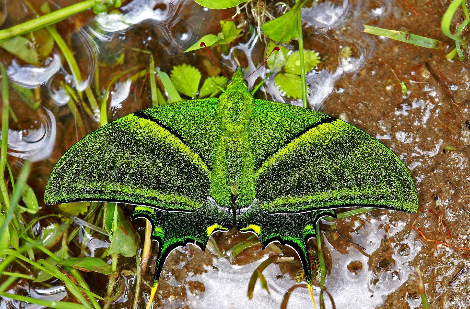 ArunachalPradesh Kaiser i Hind | Nature Infocus