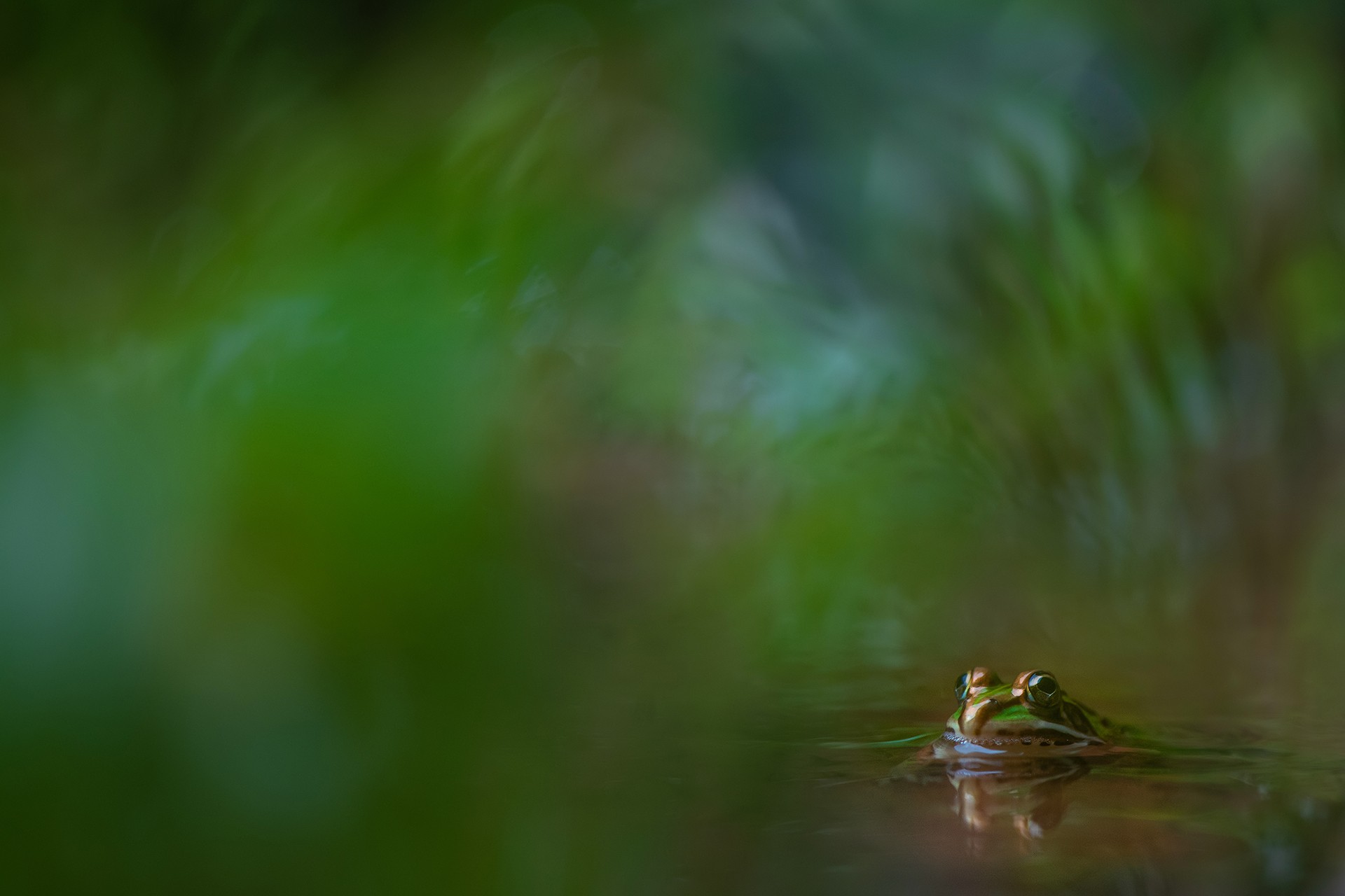 Arvind ramamurthy bull frog rainforests - The Wild Nation – Rainforests | Nature inFocus