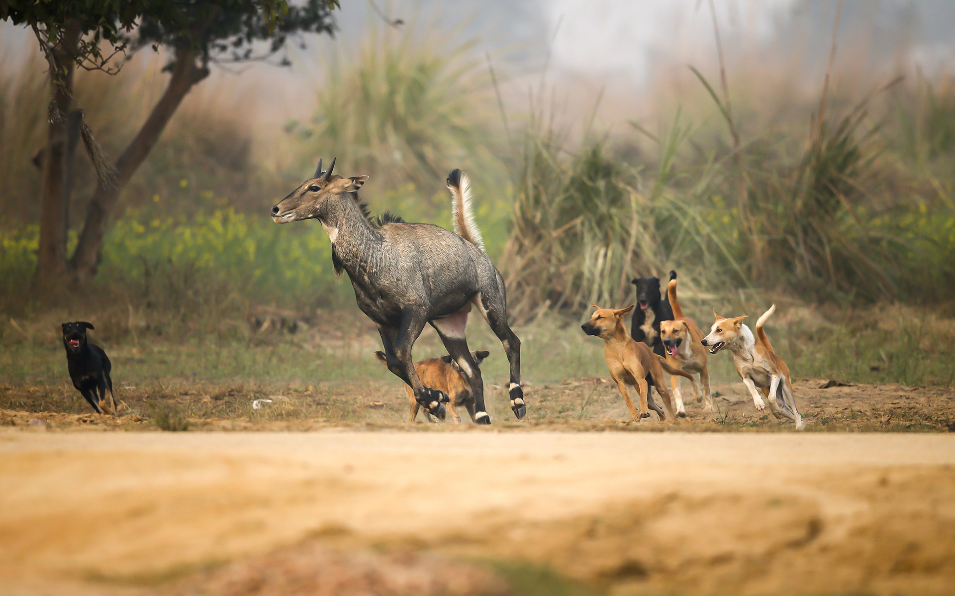 ashish dalela bb r | Nature Infocus