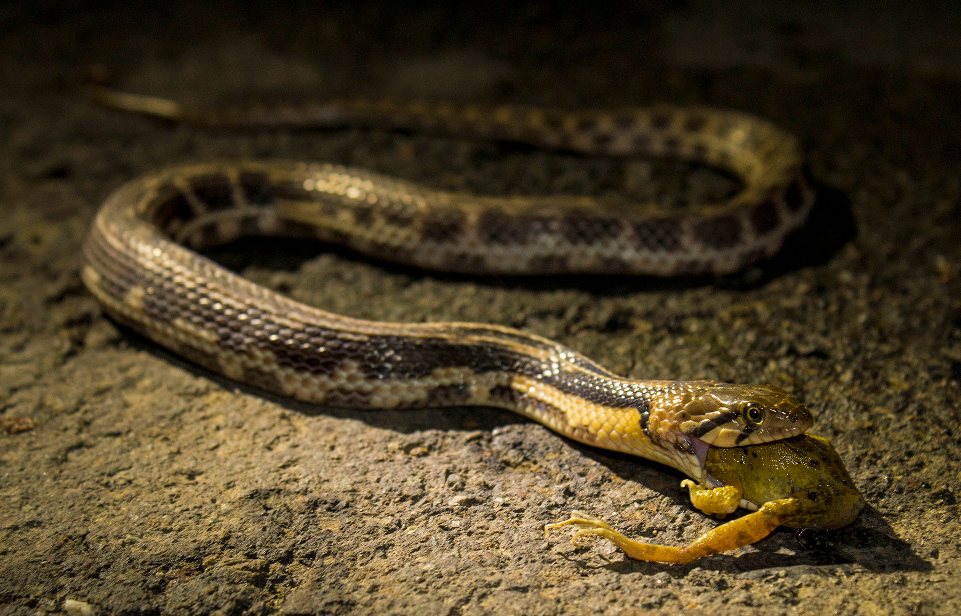 Ashwini keelback X copy | Nature Infocus