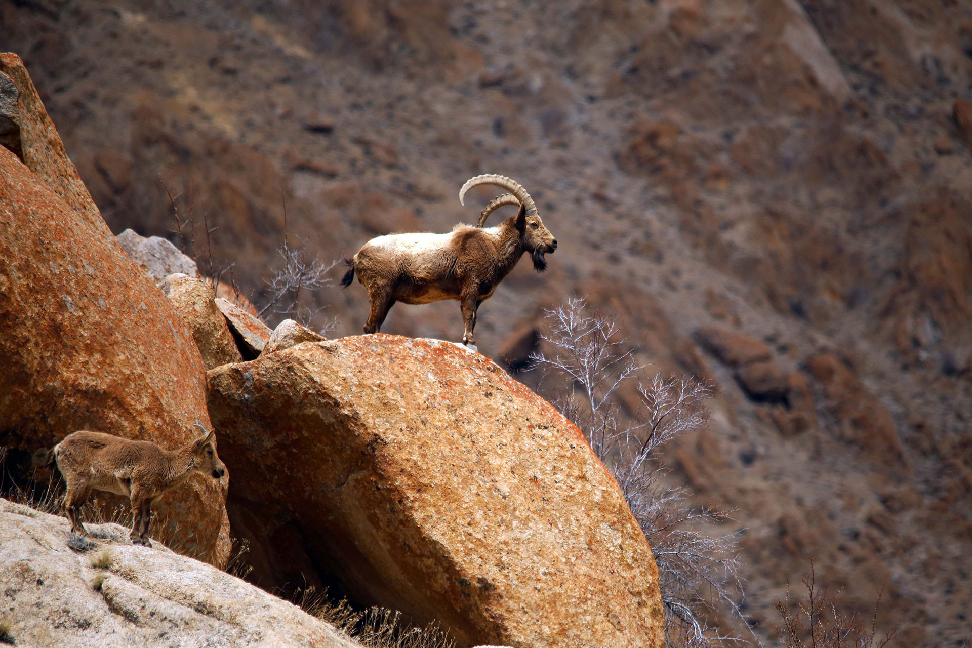 Asiatic Ibex Male and female | Nature Infocus