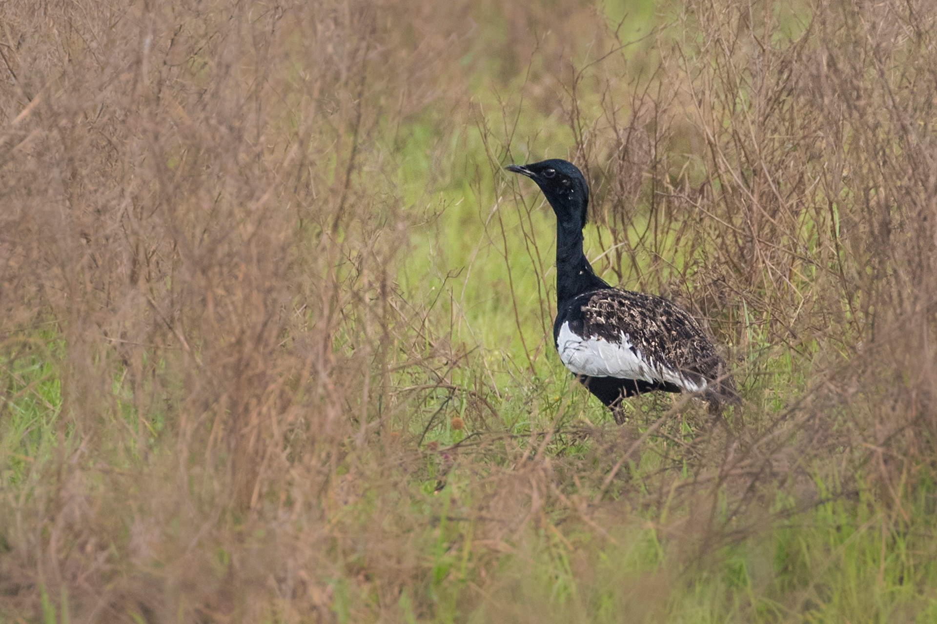 Assam partha pratim kundu | Nature Infocus