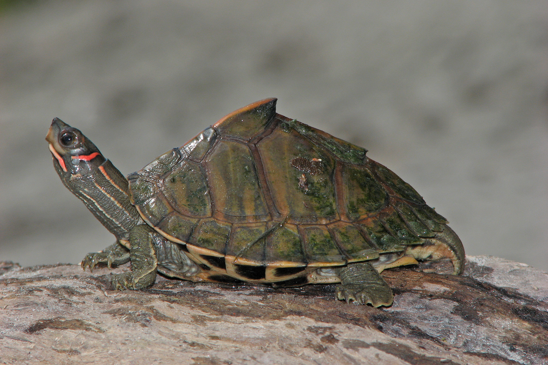 Assam Roofed Turtle - Pangshura sylhetensis