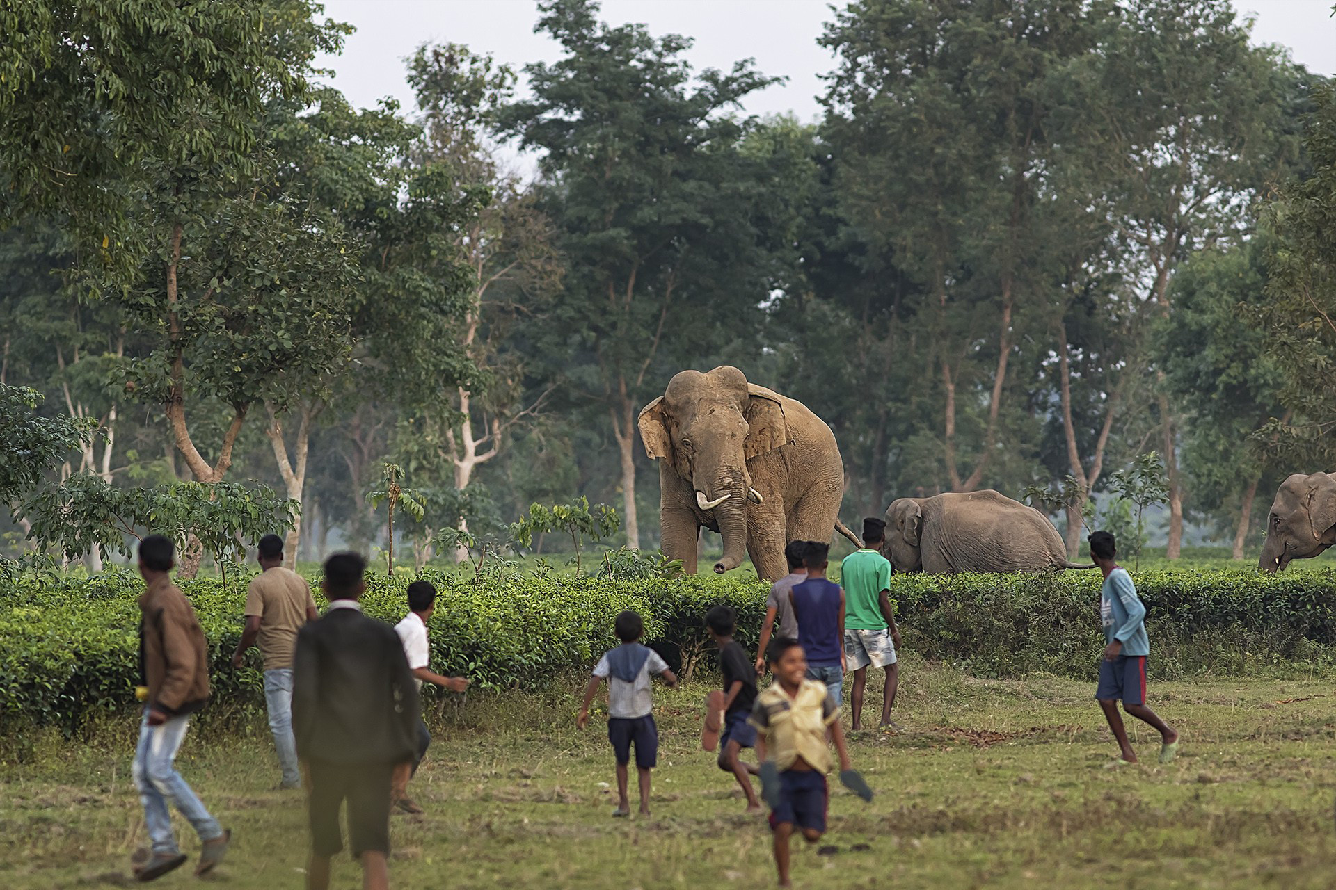 Avijan saha fun or threat - The Challenges Of Mob Management When Rescuing Wildlife | Nature inFocus