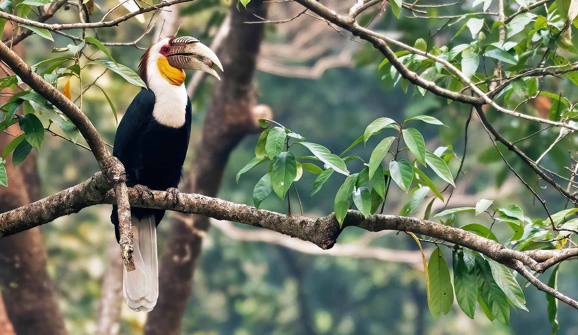 wreathed hornbill in Manas national park Assam