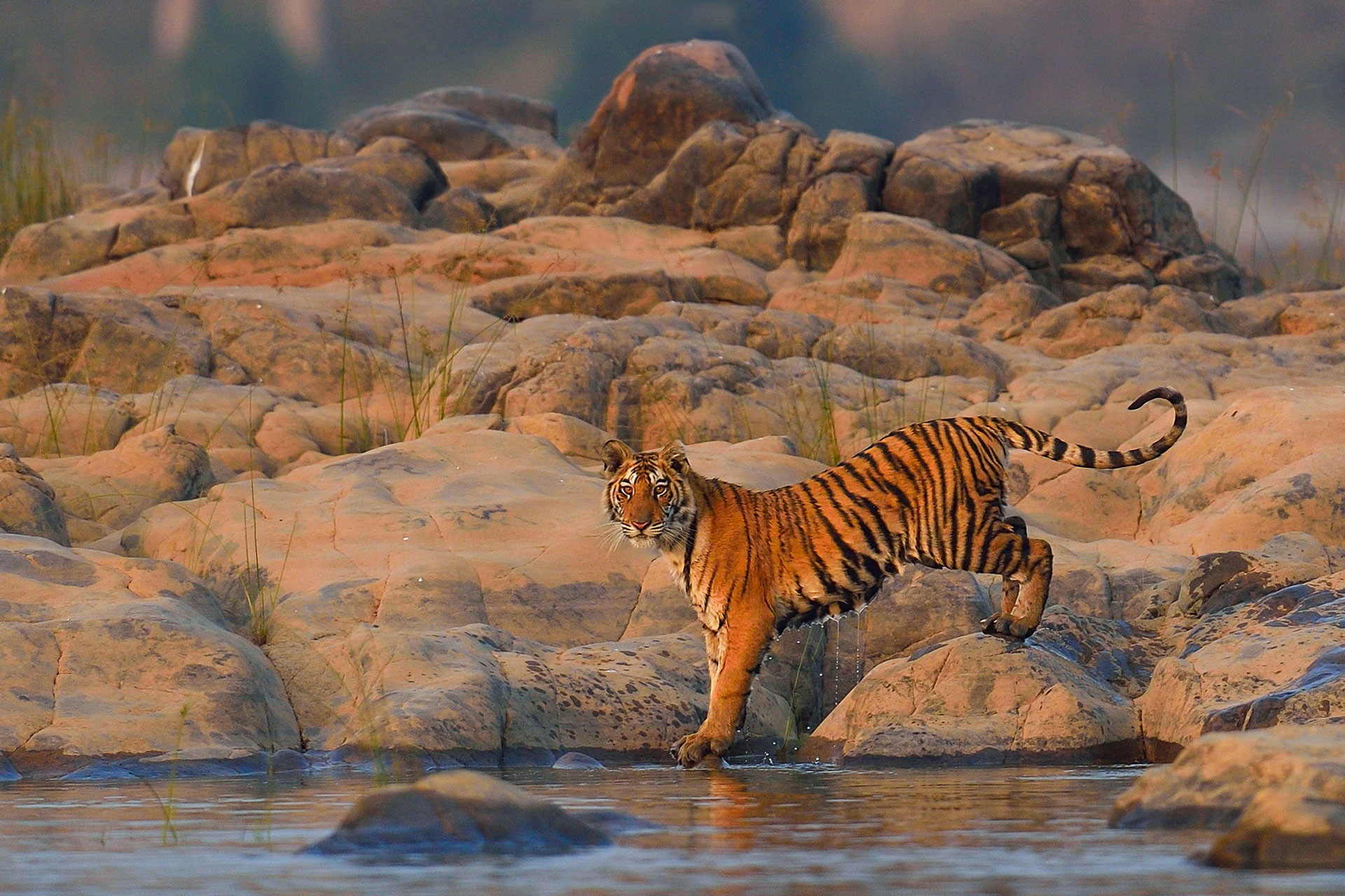 Young Bengal Tiger in Panna Forest