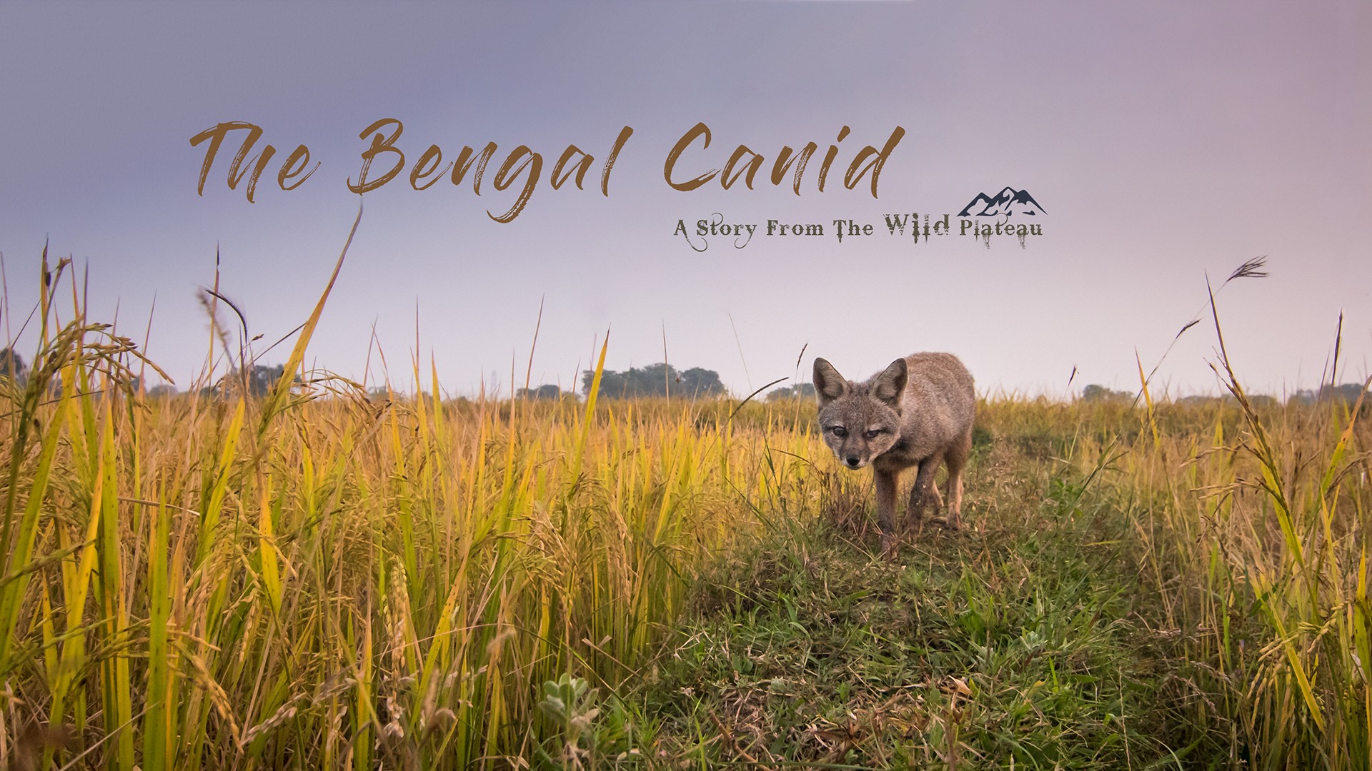 Bengal canid poster - Nature inFocus Film Awards 2019: The Winners | Nature inFocus