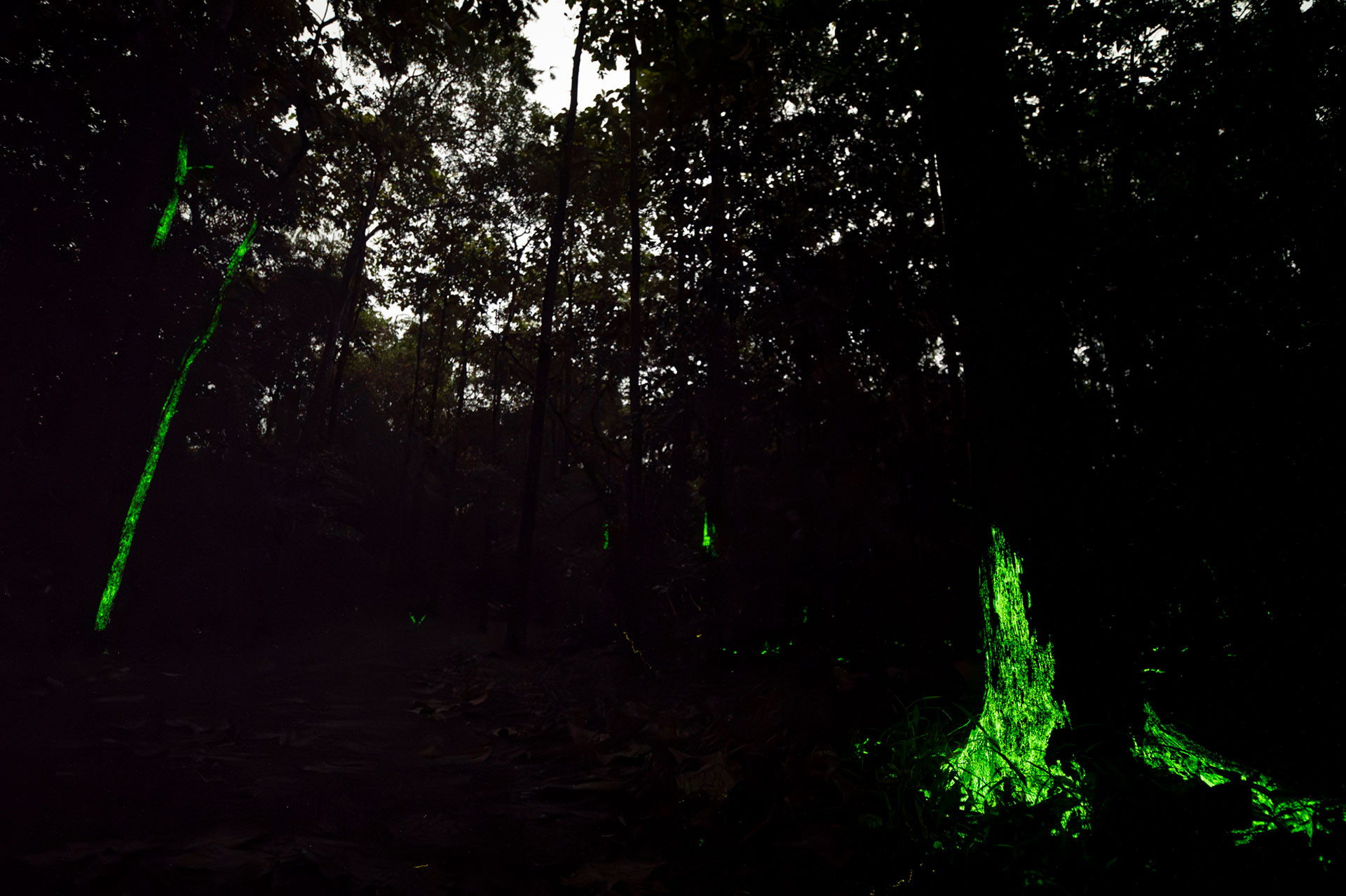 Bioluminescent Fungi Anejhari santosh saligram | Nature Infocus