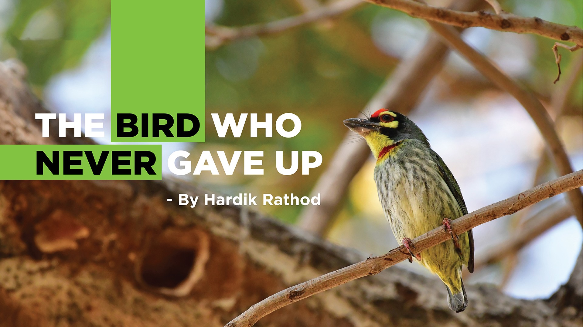 Bird who never gave up - Nature inFocus Film Awards 2019: The Winners | Nature inFocus