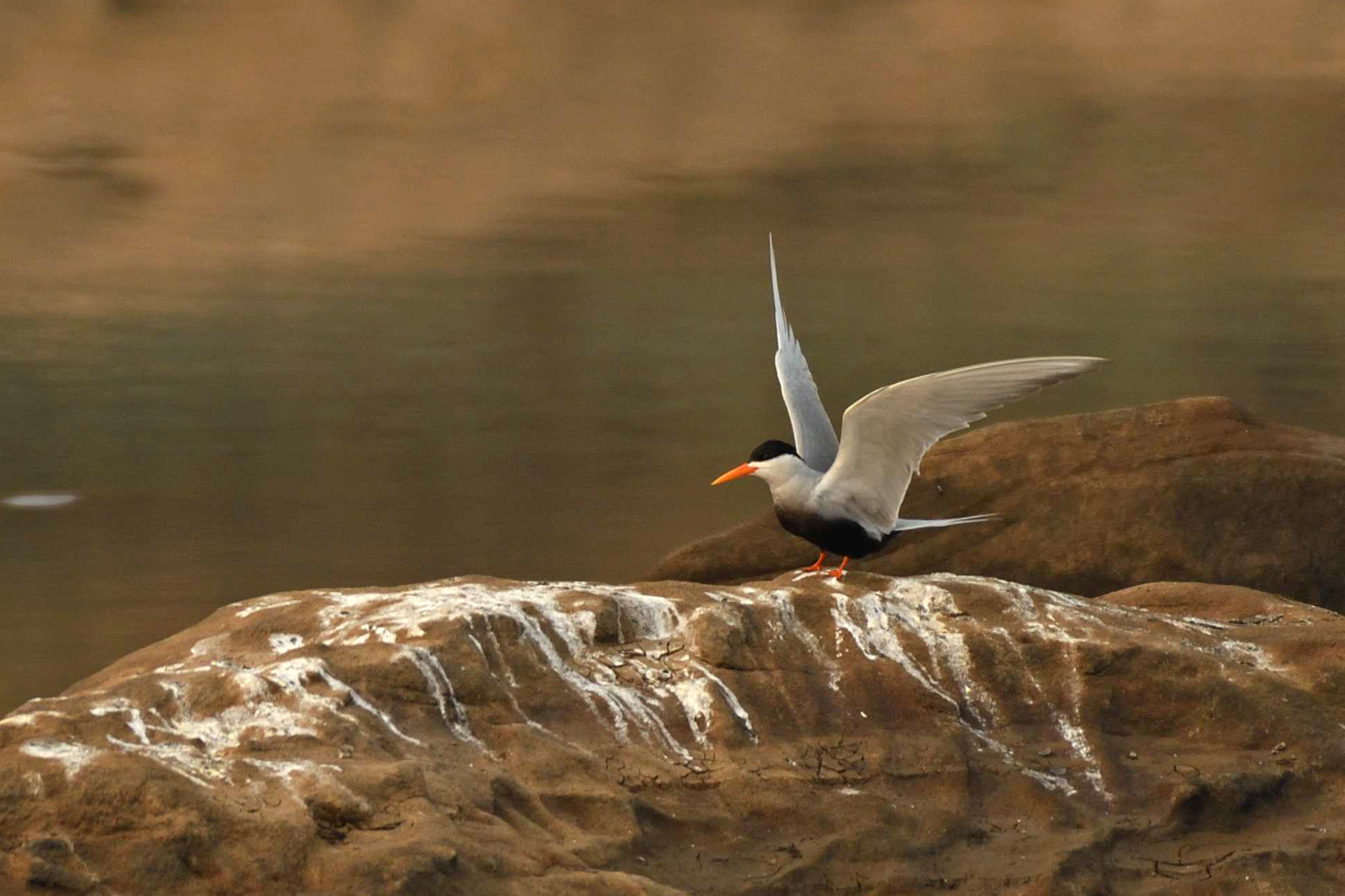 Black bellied tern - Birders Flock To The Forests Of Madhya Pradesh | Nature inFocus
