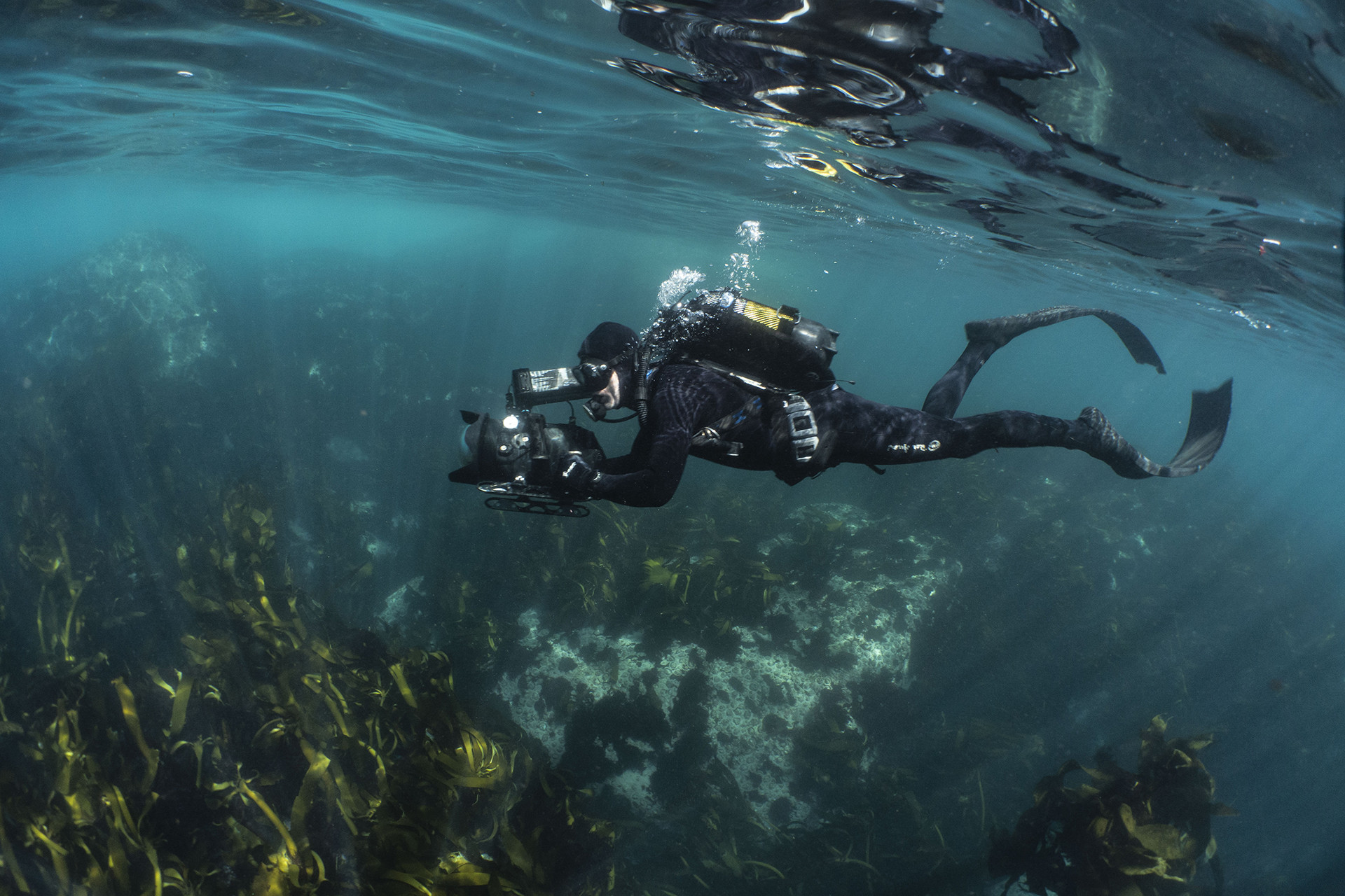 By craig foster bts - My Octopus Teacher: Conversations with Craig Foster & Pippa Ehrlich | Nature inFocus