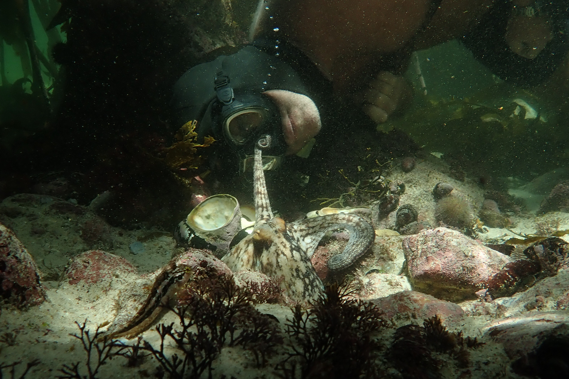 By tom foster - My Octopus Teacher: Conversations with Craig Foster & Pippa Ehrlich | Nature inFocus