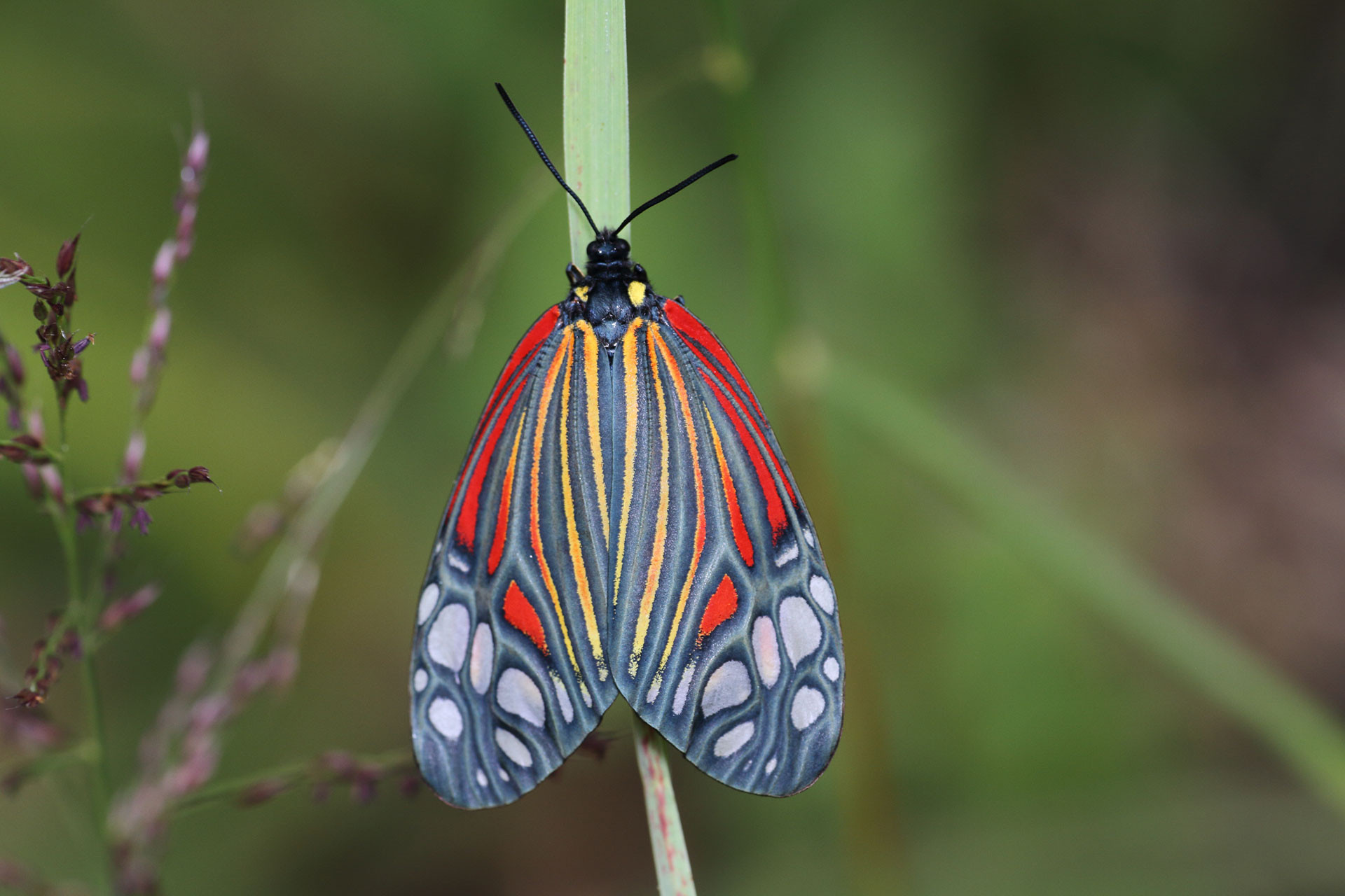 Harlequin moth (Campylotes histrionicus) | Nature inFocus