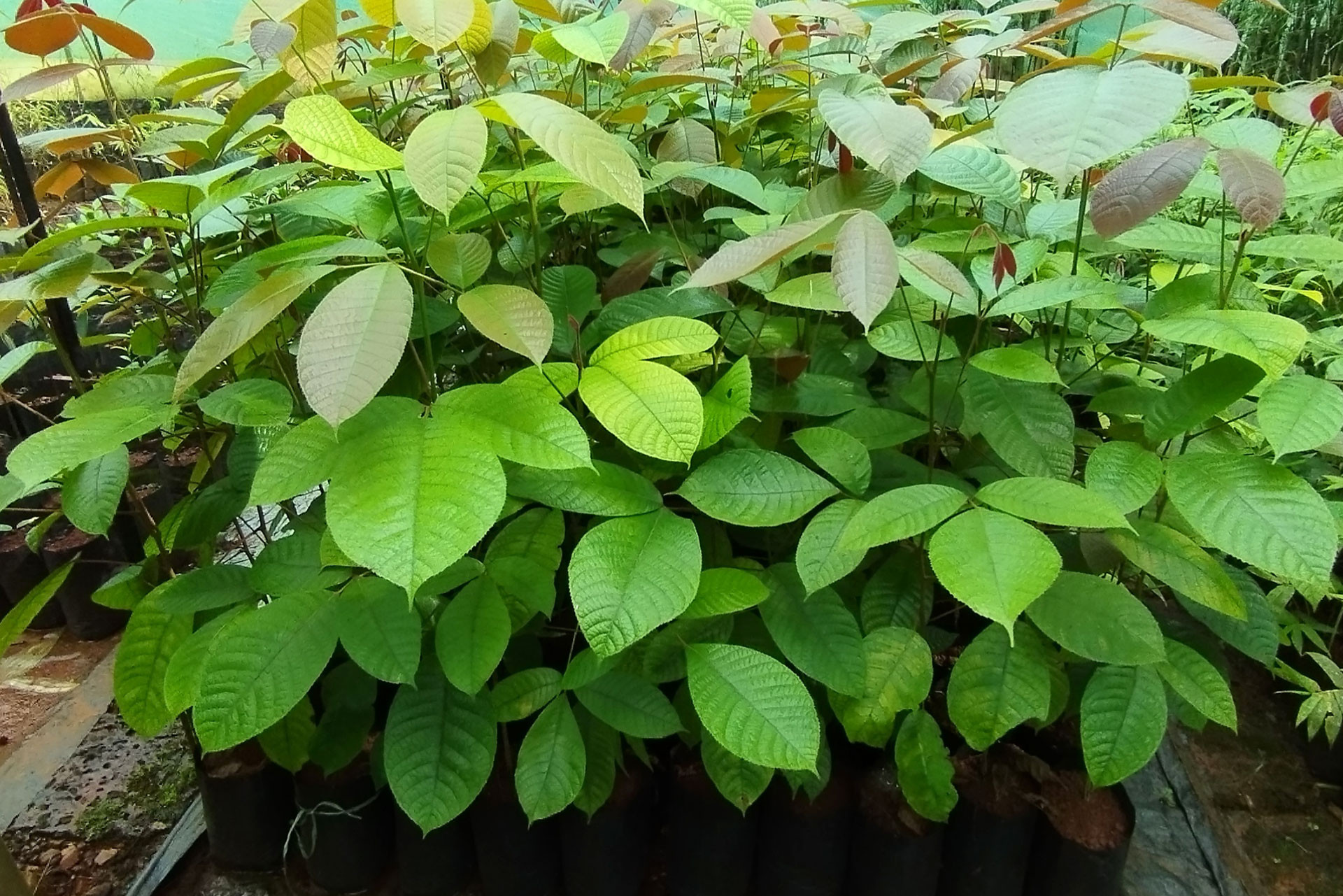 Canarium strictum seedlings | Nature Infocus
