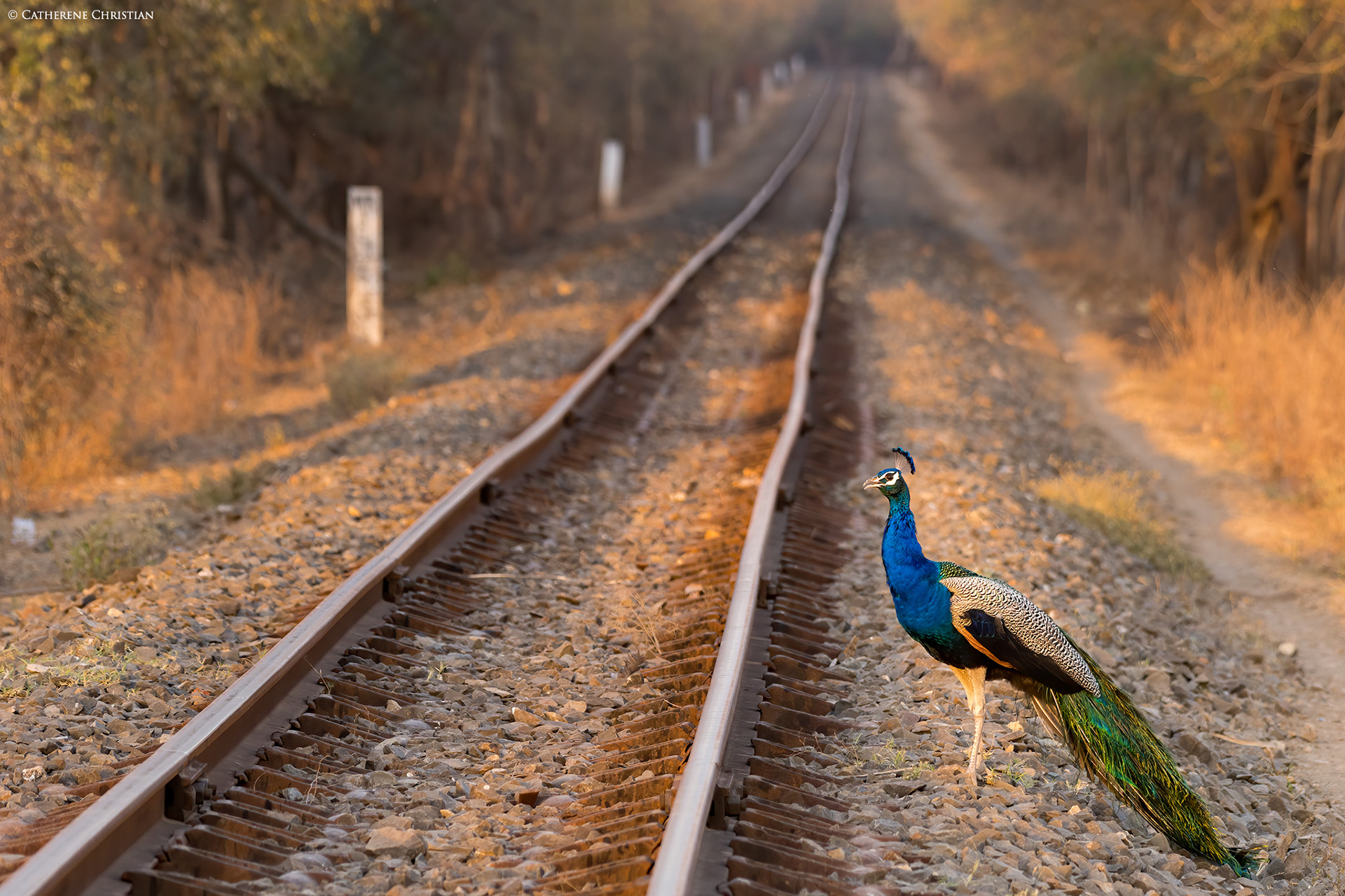 Peacock on railway track in Gir National Park, Gujarat