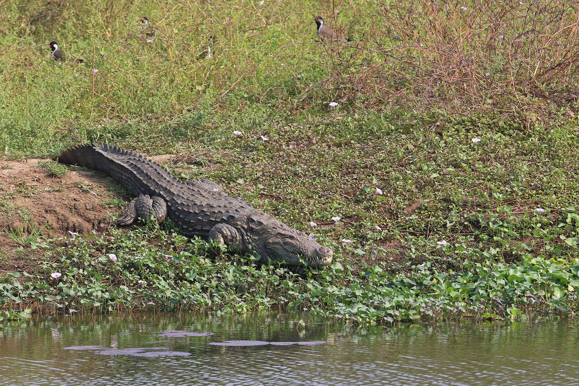 Crocodile Maltj Gujarat | Nature Infocus