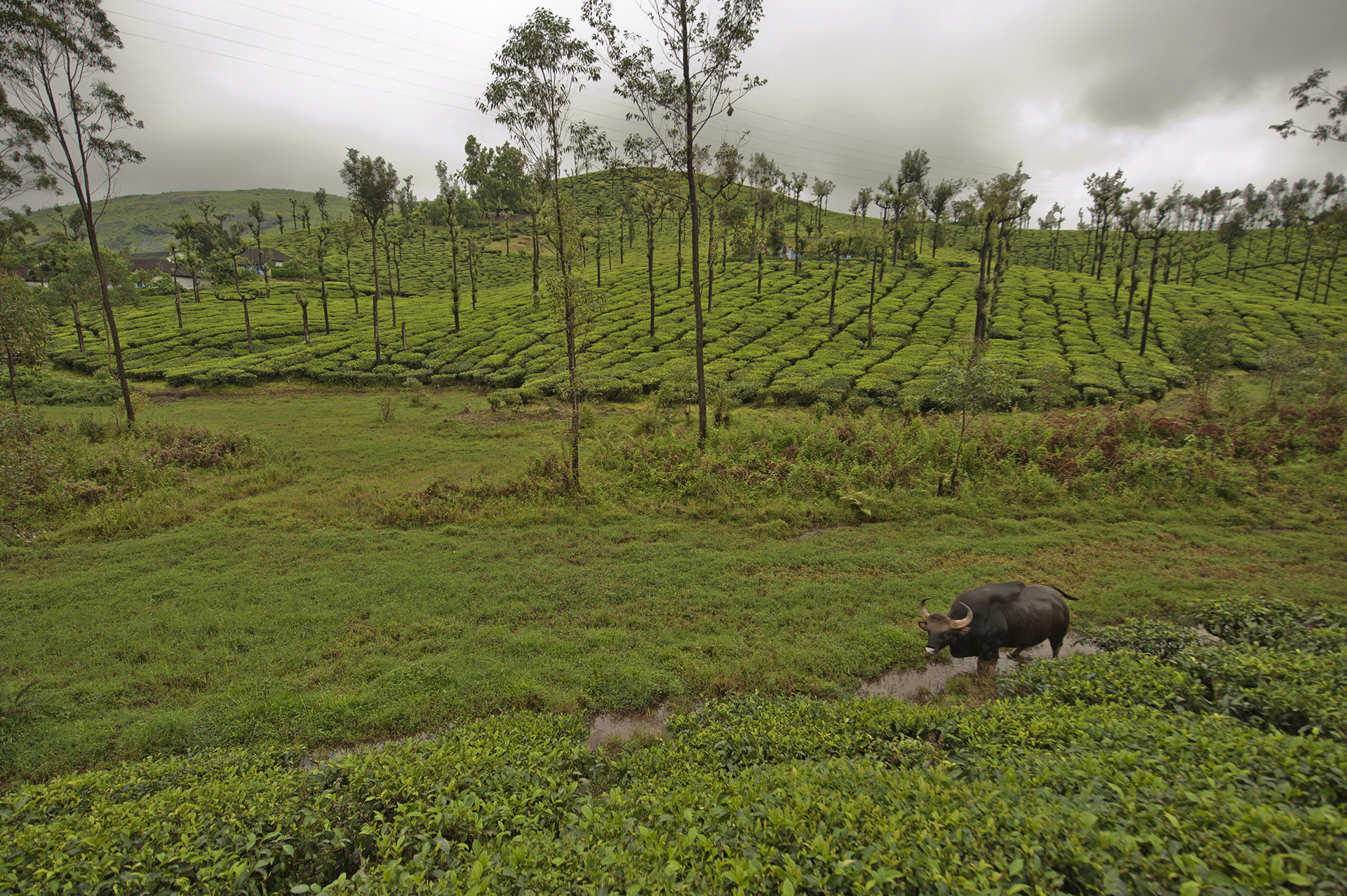 D       kalyanvarma - The Timid Indian Gaur Is Taking To Towns In South India | Nature inFocus