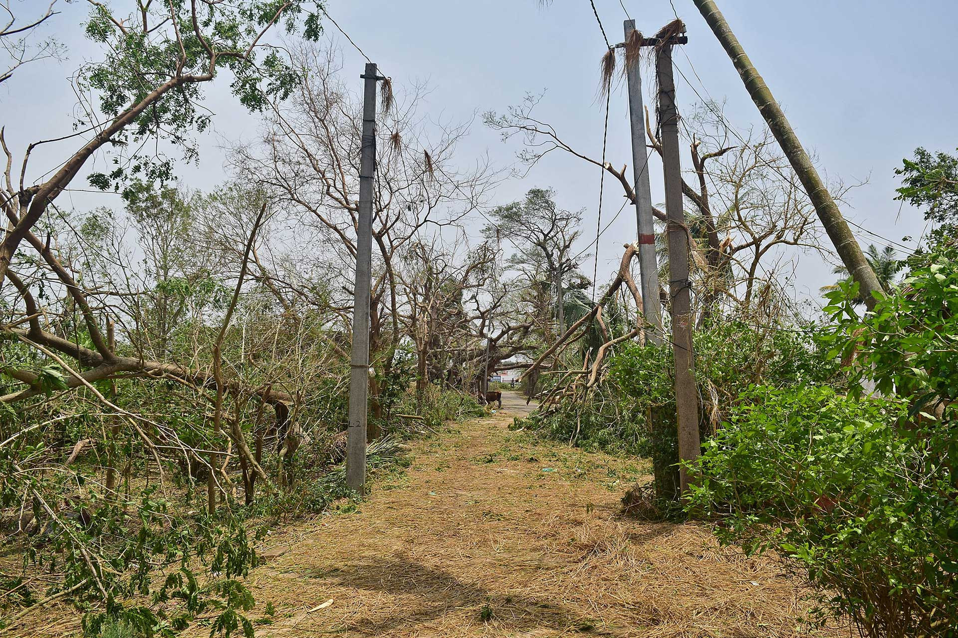 Damages by Cyclone fani | Nature Infocus