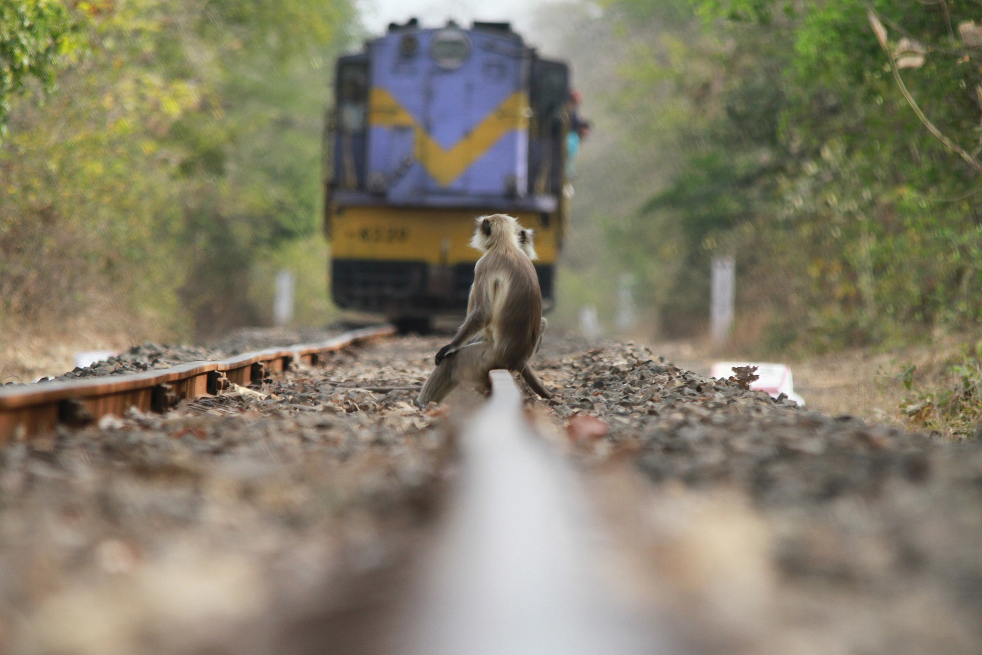 Grey langur on railway track in Girnar Gujarat