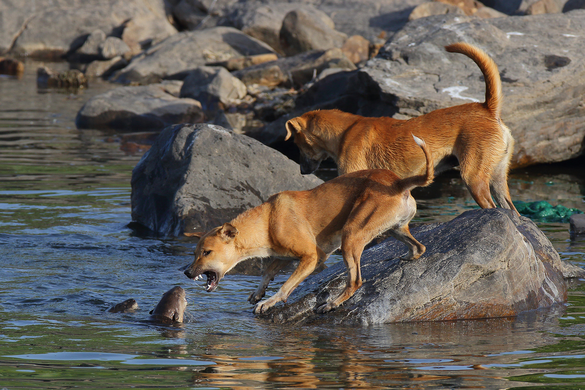 Feral dogs attacking smooth coated otters in River Chambal in Rajasthan