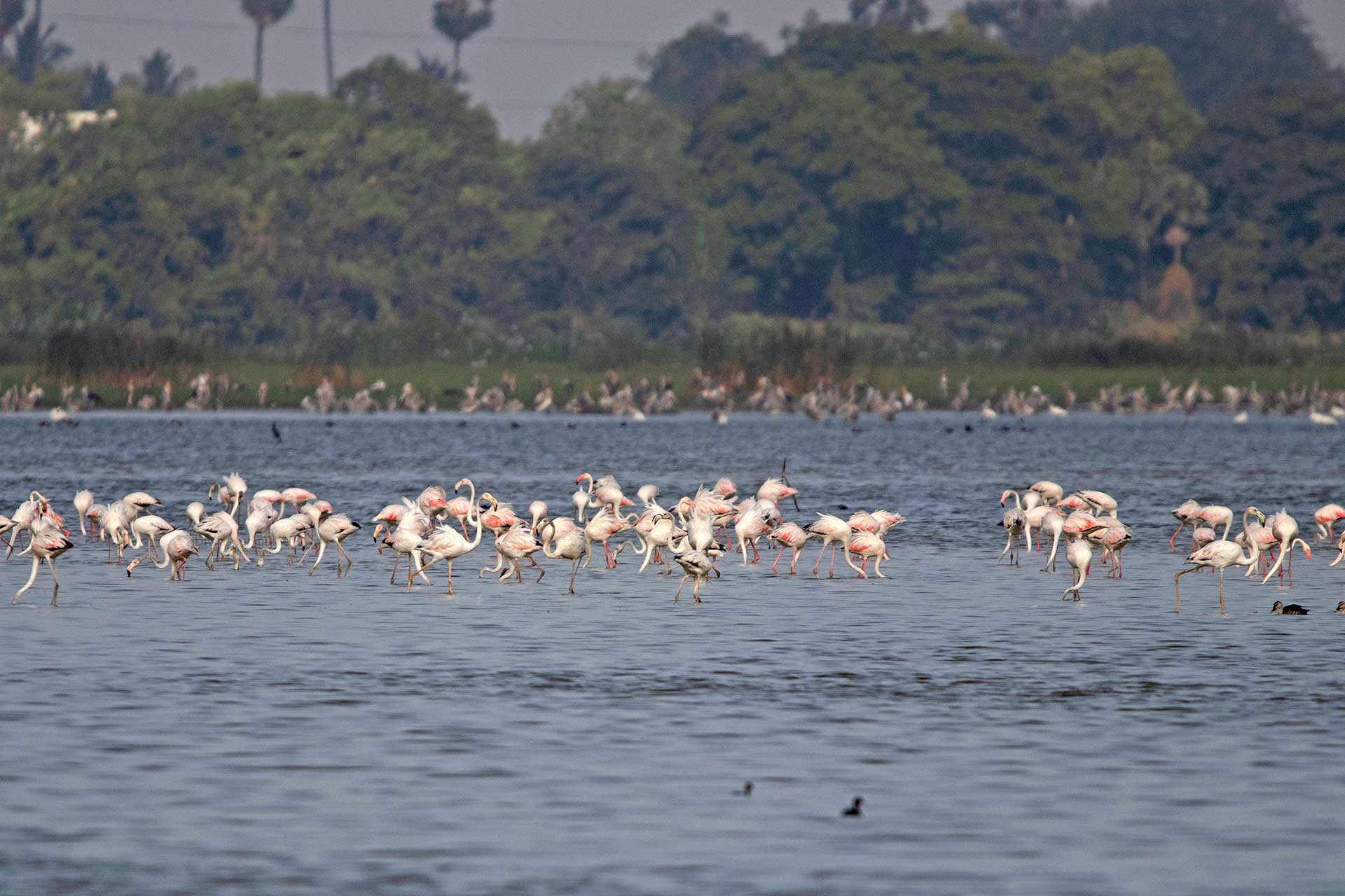 Greater Flamingos (Phoenicopterus roseus) | Nature inFocus
