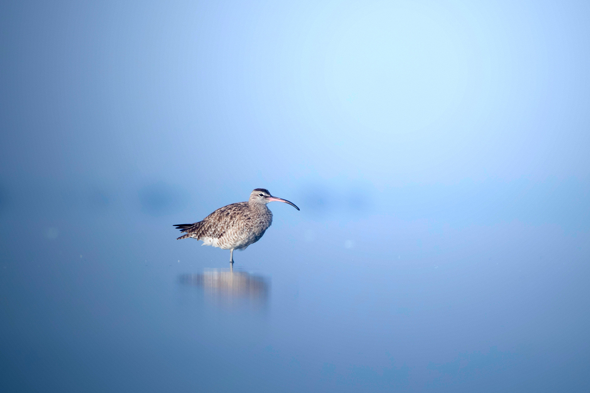 Whimbrel (Numenius phaeopus) | Nature inFocus