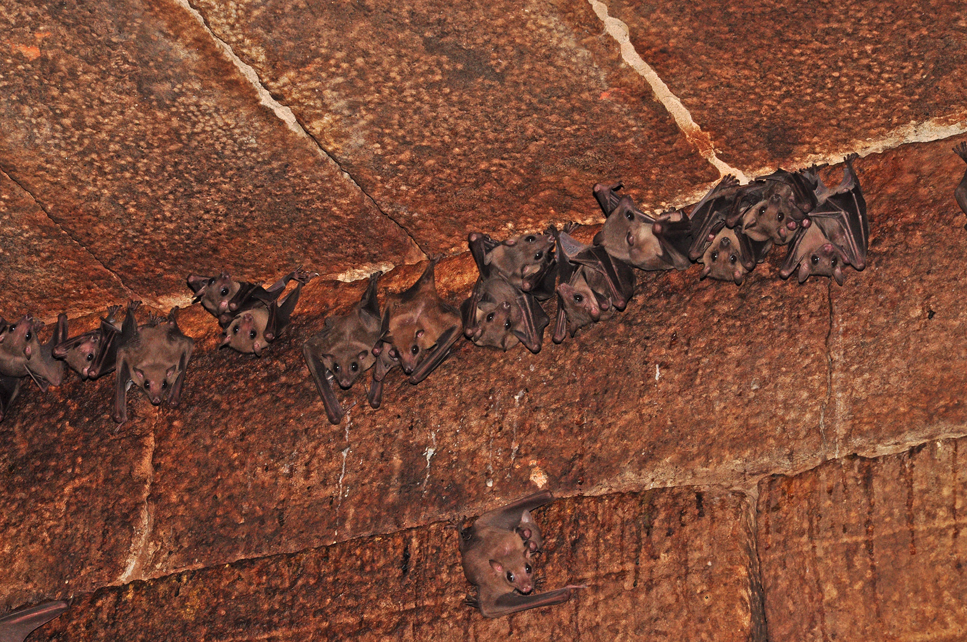 Colony of Leschenault's Rousettes | Nature inFocus