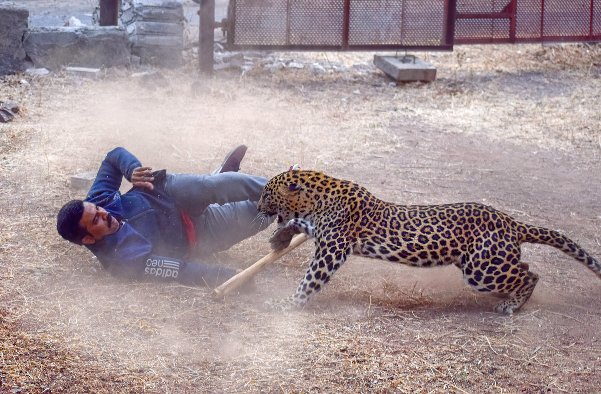 Dsc - The Challenges Of Mob Management When Rescuing Wildlife | Nature inFocus