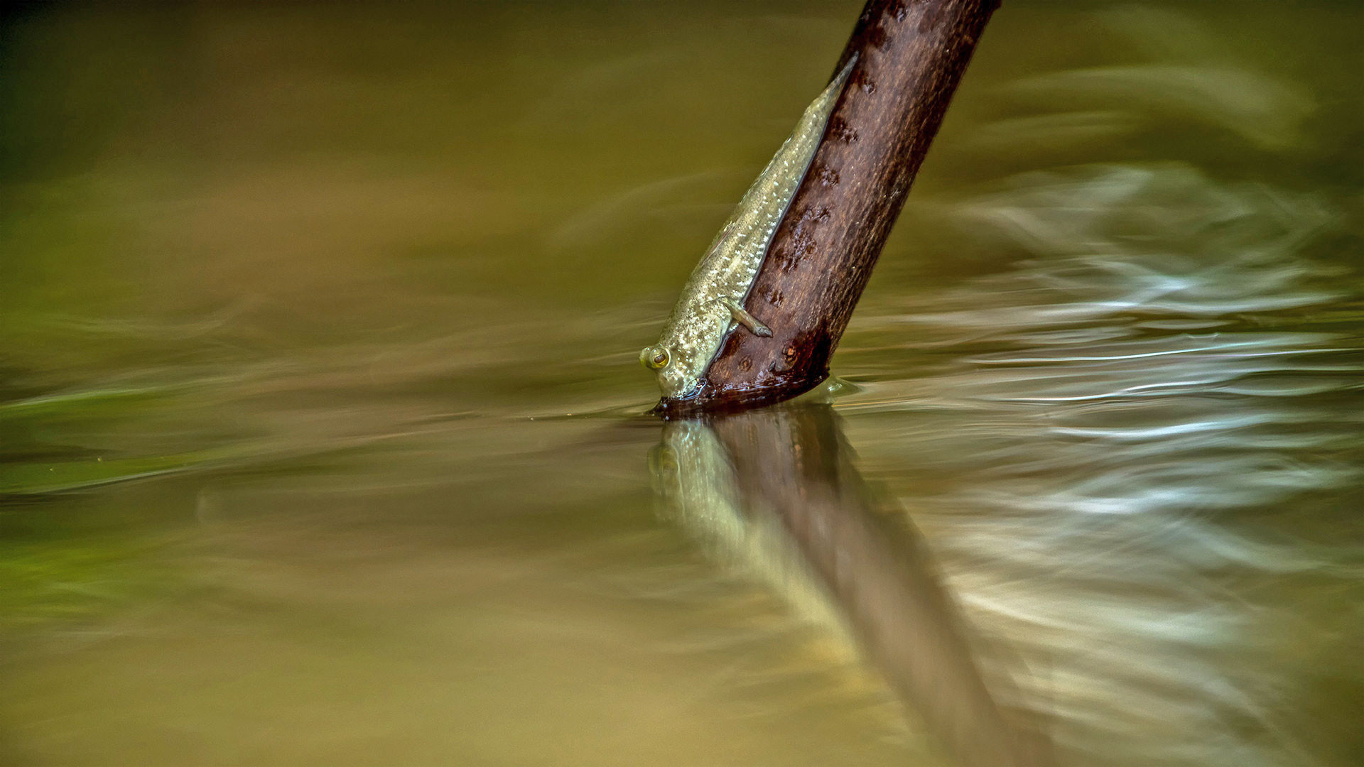      dsc      copy lowres            | Nature Infocus