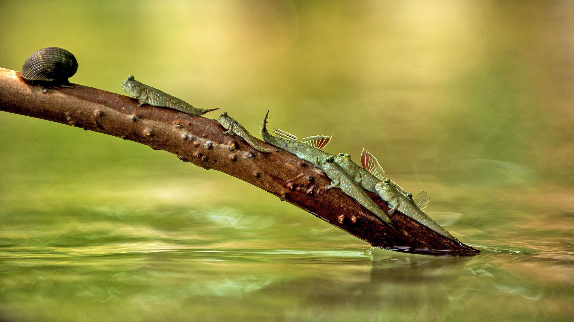      dsc      copy d lowres            | Nature Infocus