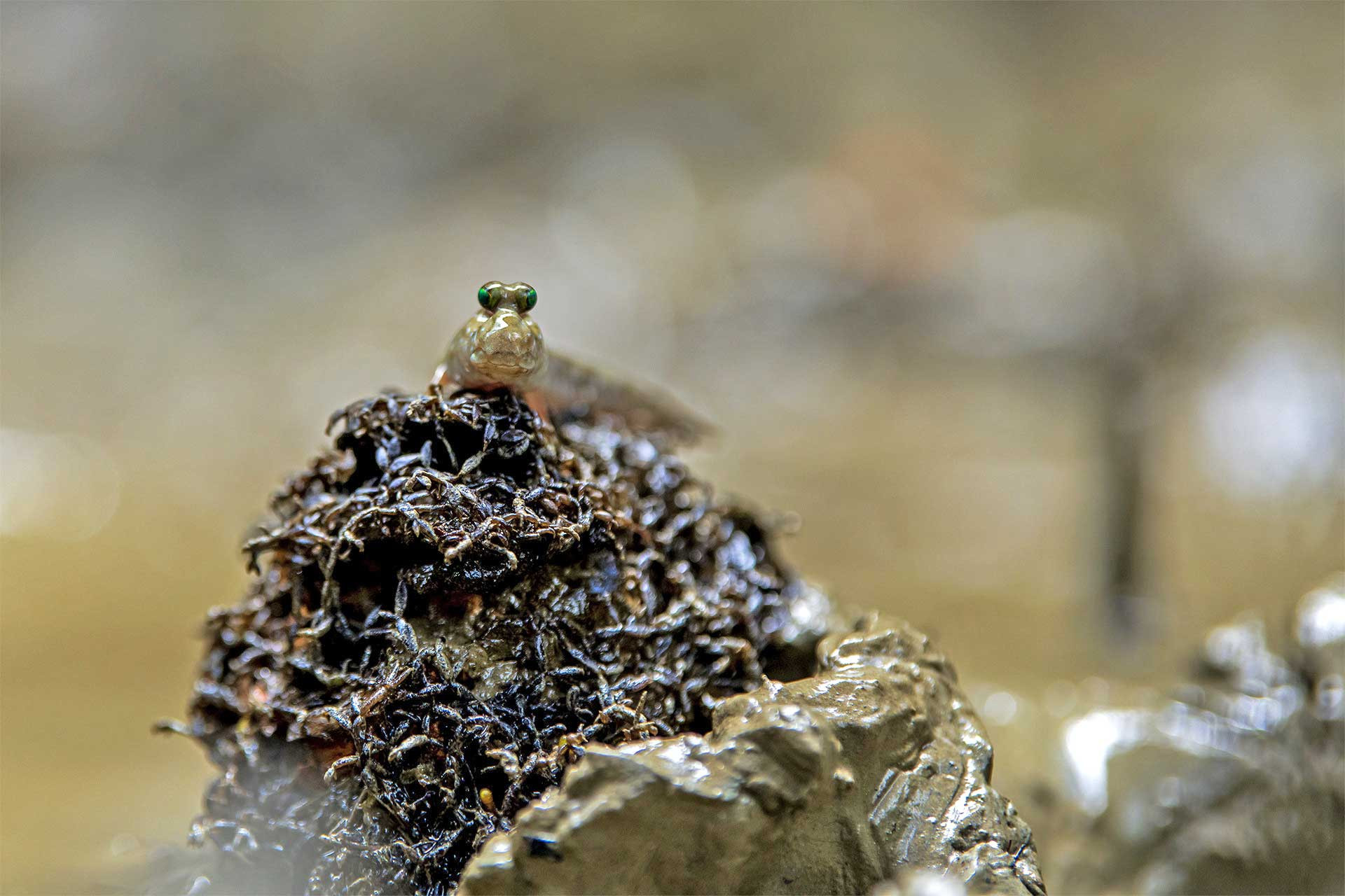      dsc      copy lowres | Nature Infocus