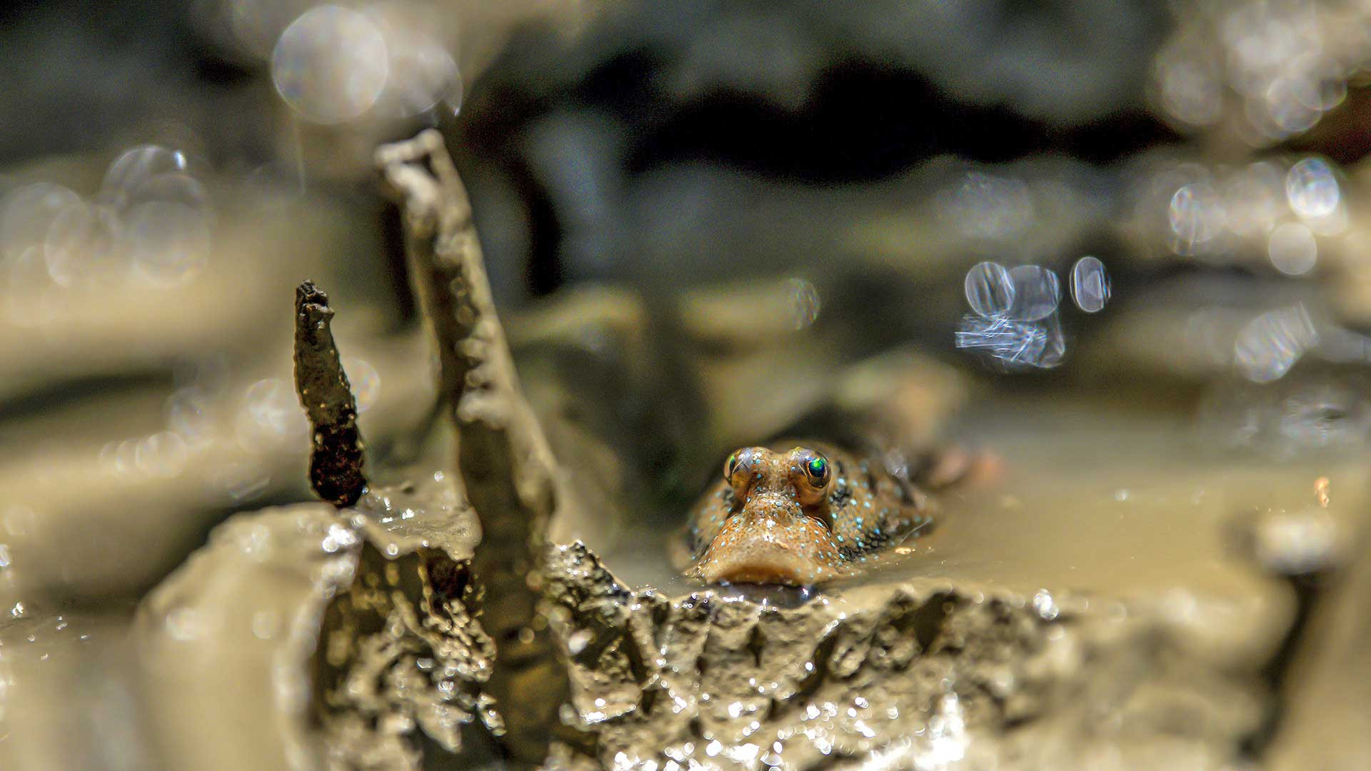      dsc      copy n lowres | Nature Infocus