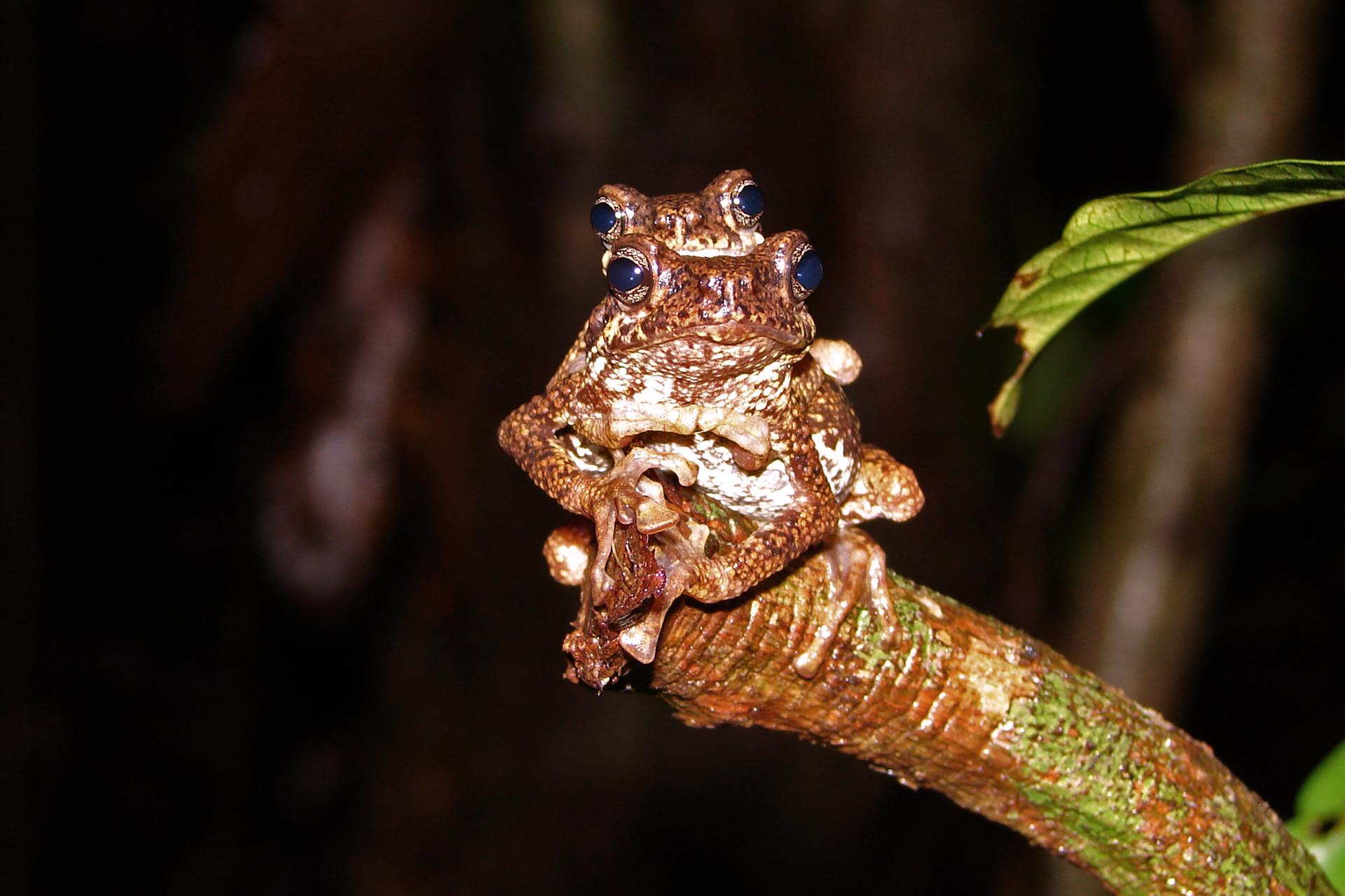 Amplectant pair of  Malabar Tree Toads | Nature inFocus