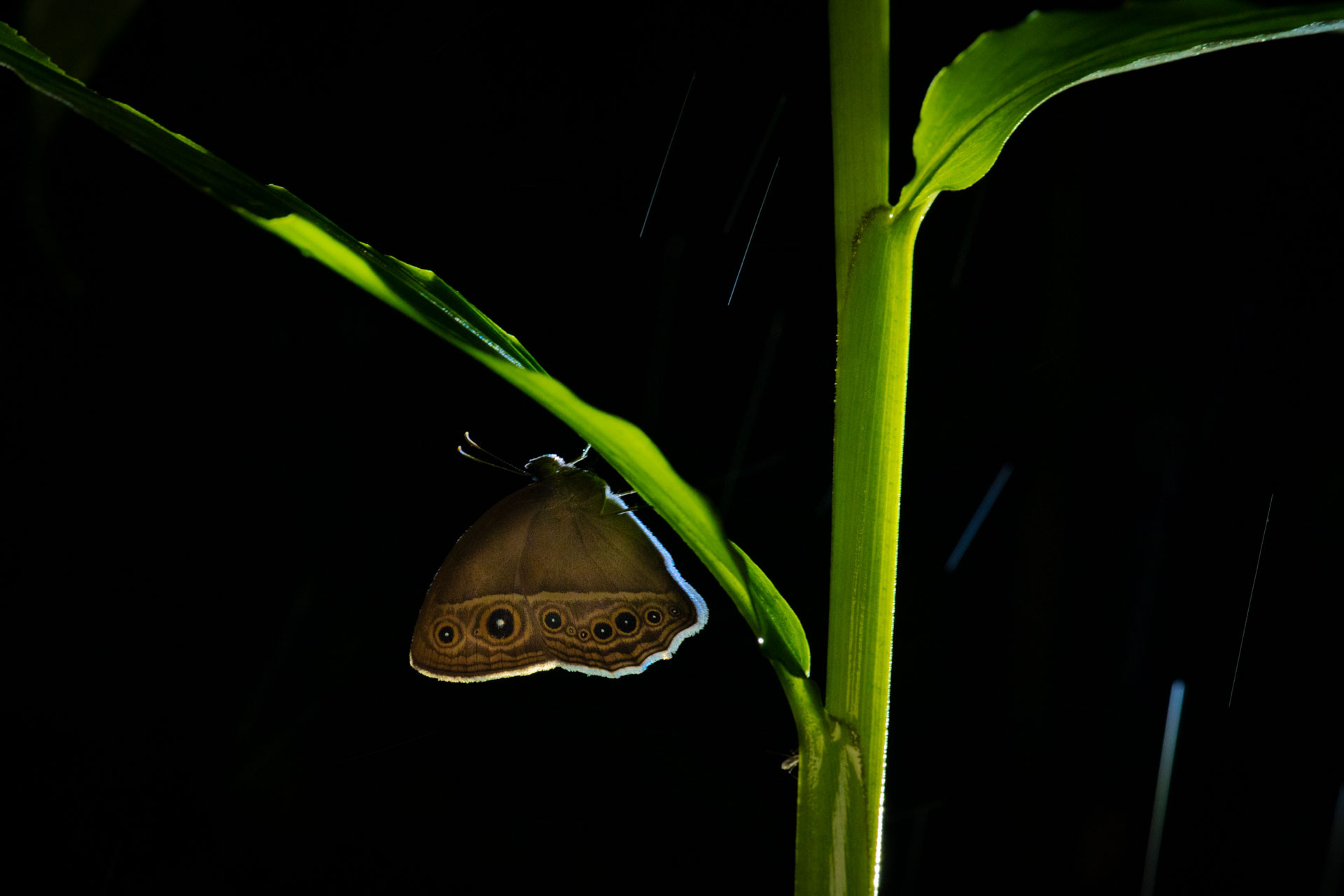 DSC | Nature Infocus