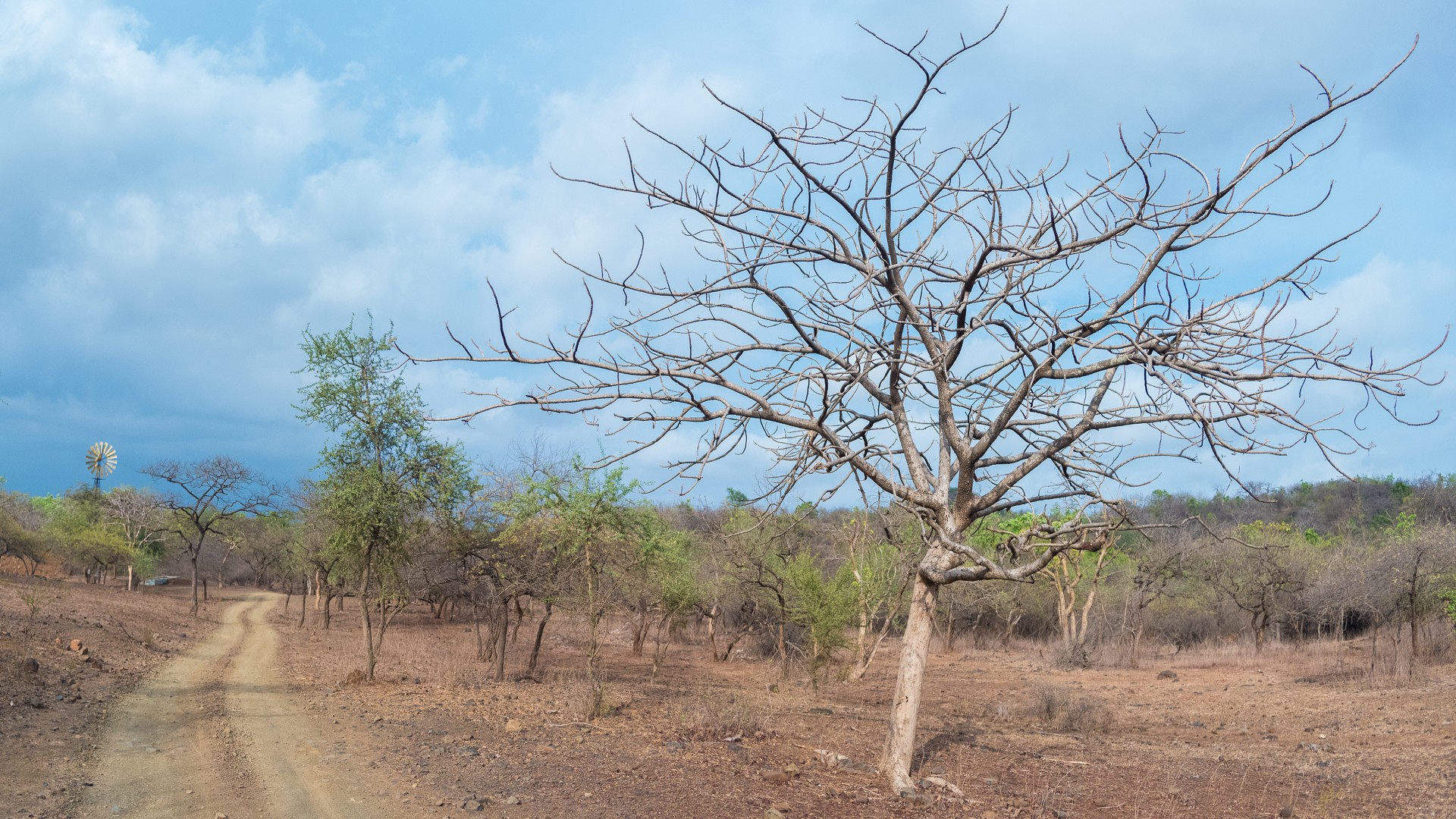 Dsc     pano - Who Is King? | Nature inFocus